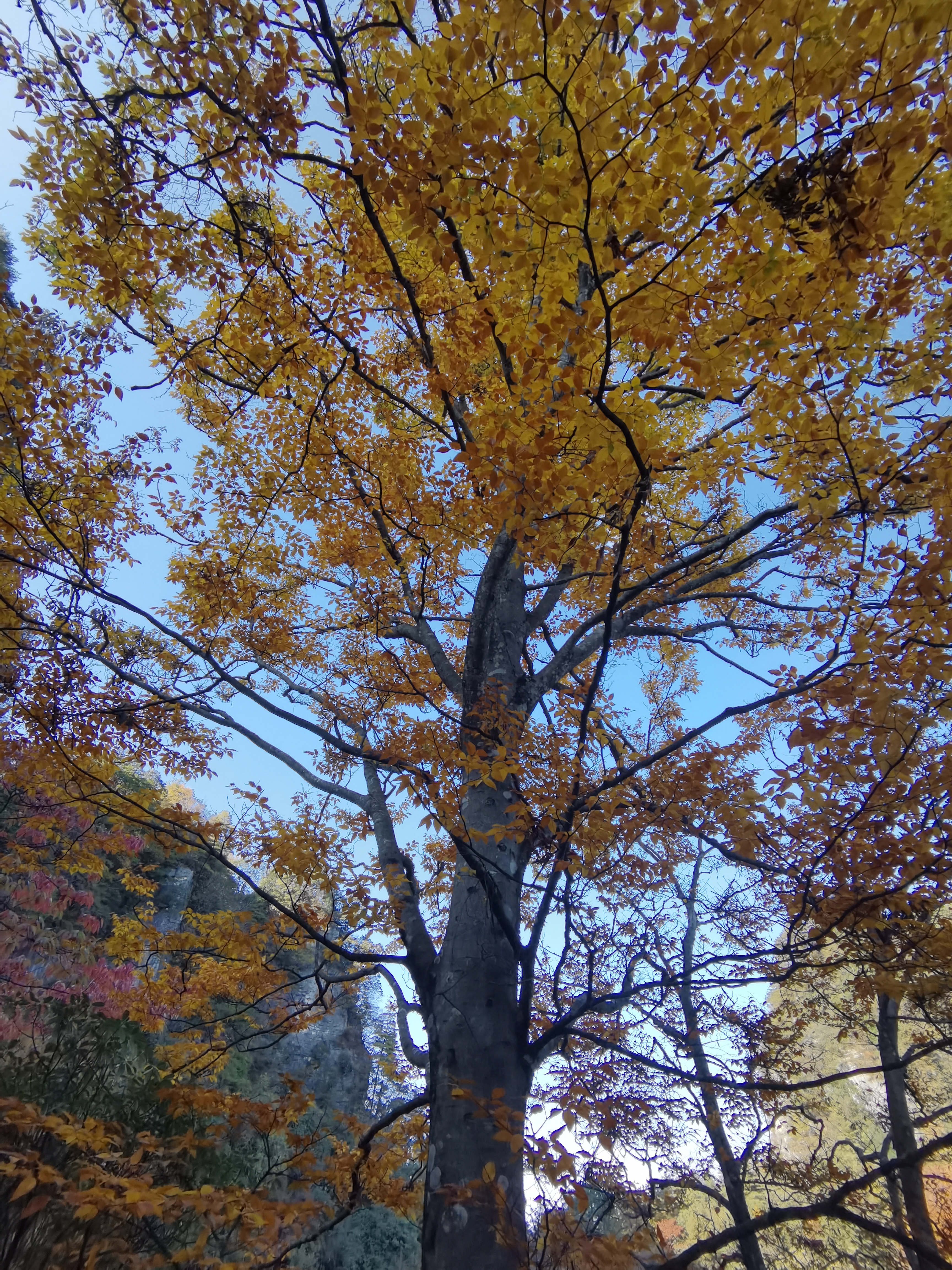 光雾山