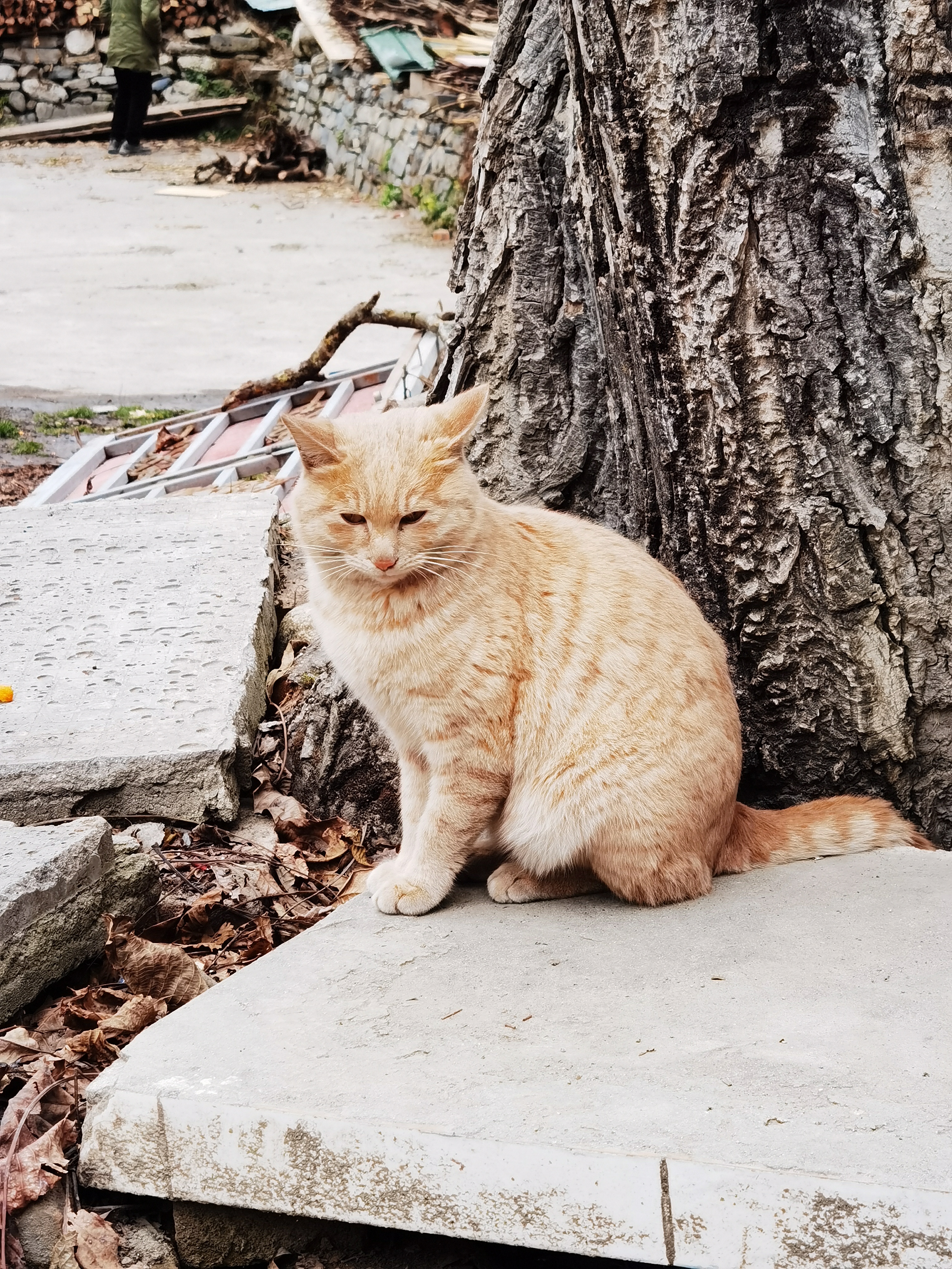 甲尔猛措森林