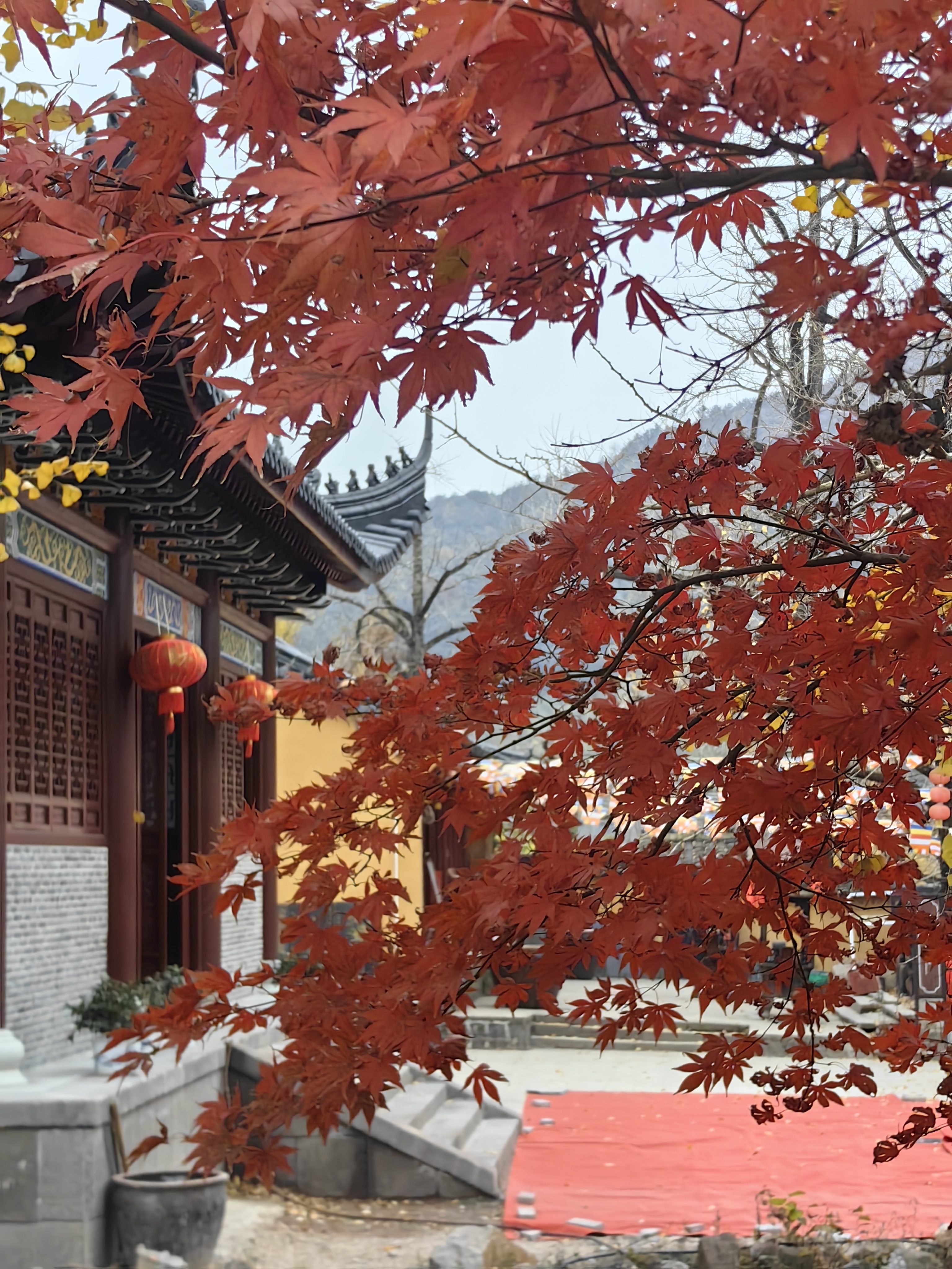 长兴银杏之旅