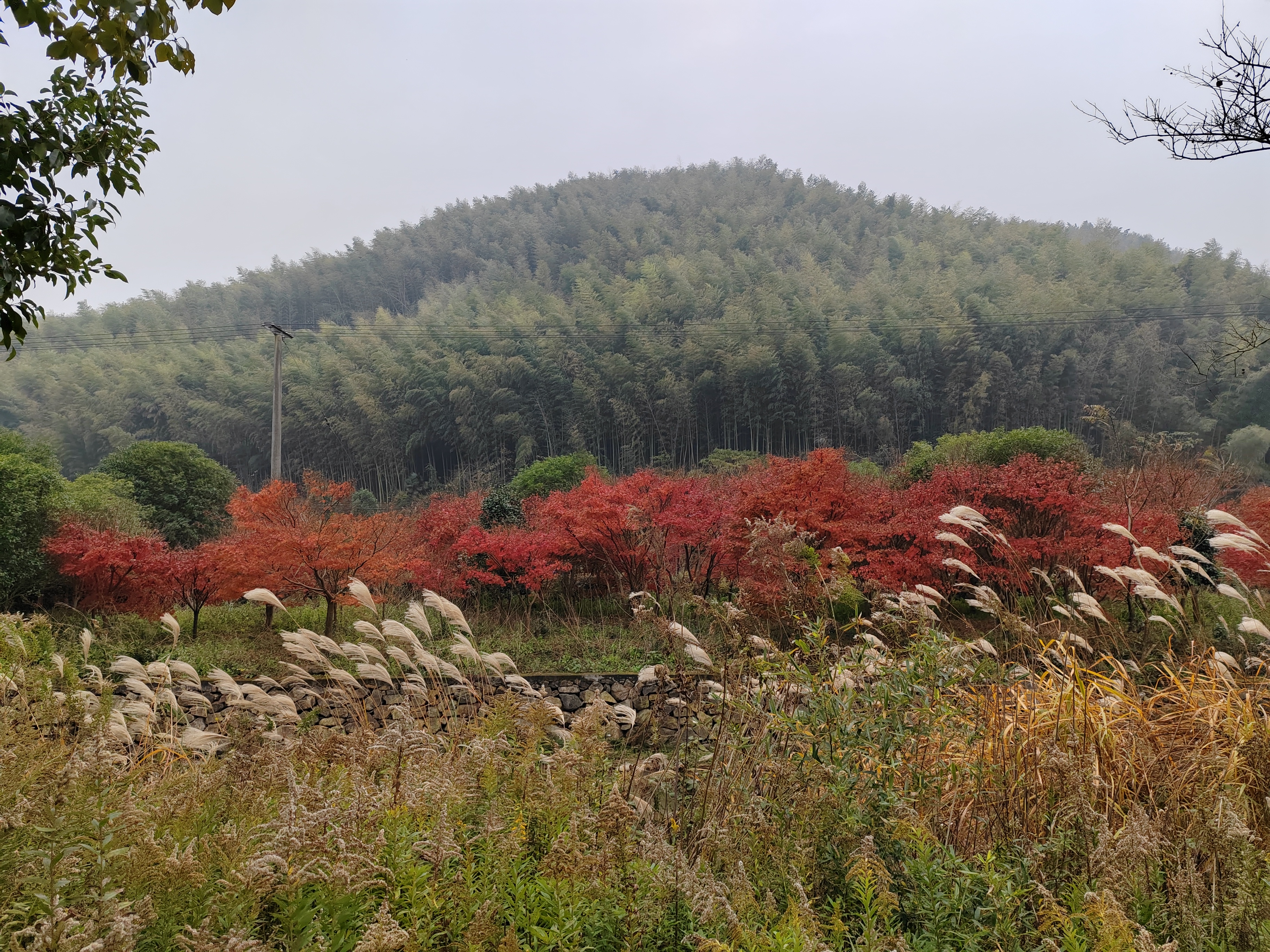 深秋季童九峰