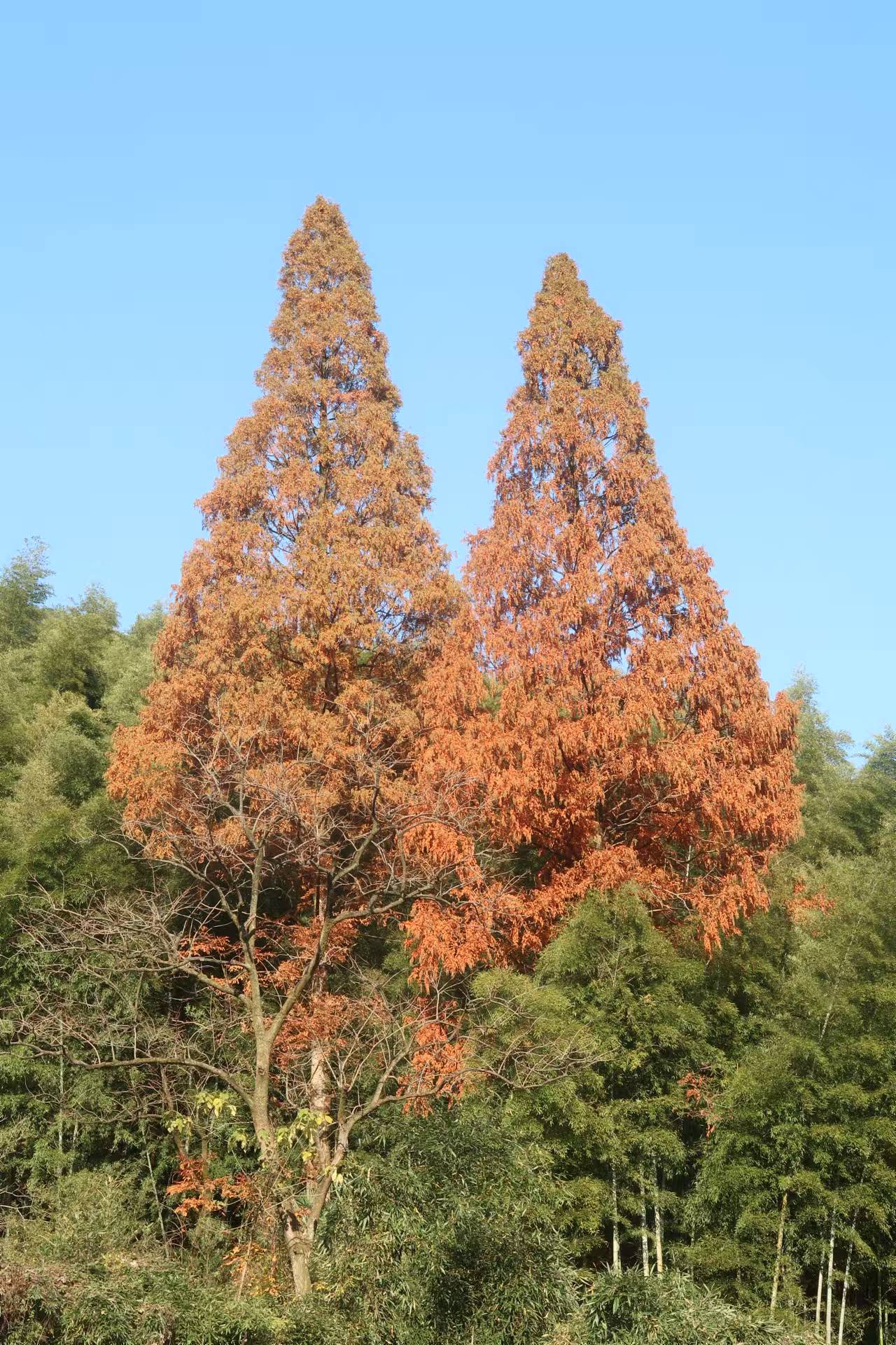 个个都是好