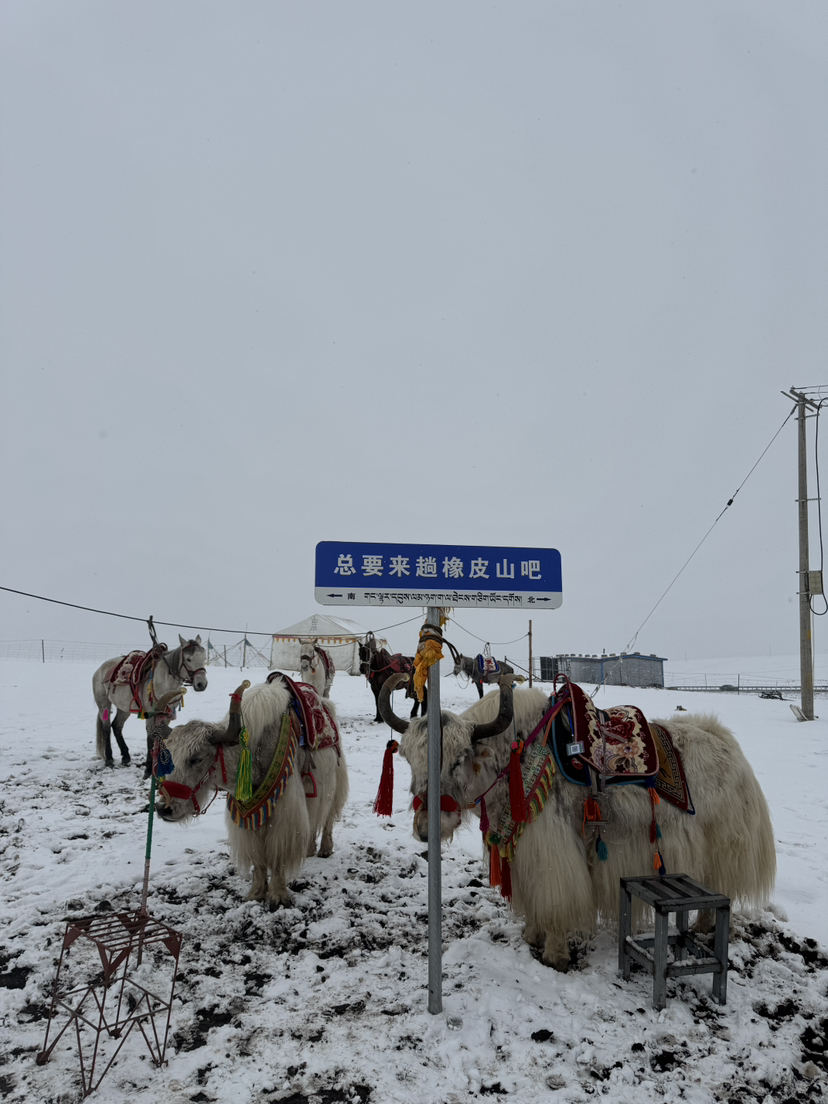 青海湖徒步(三)