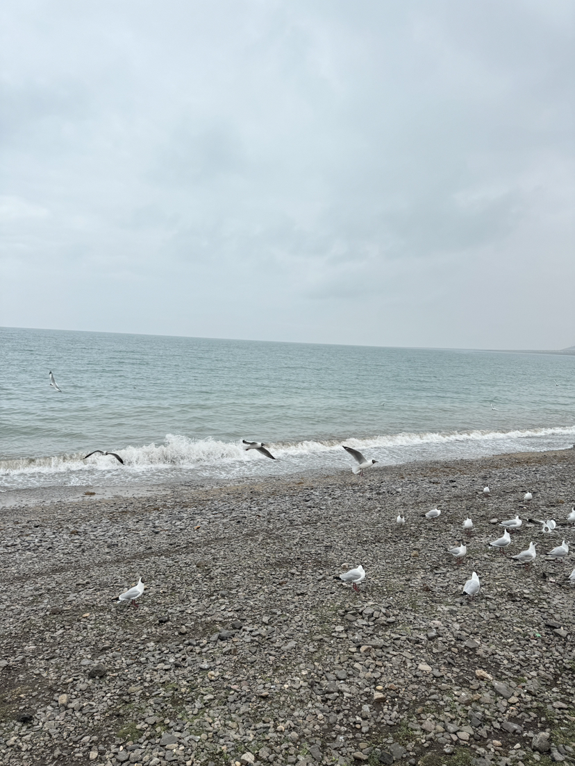 青海湖徒步(三)