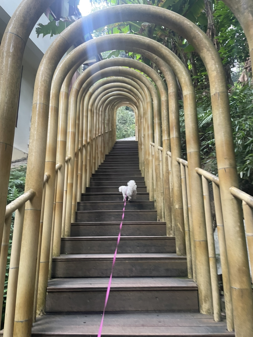 漫步鹤林山
