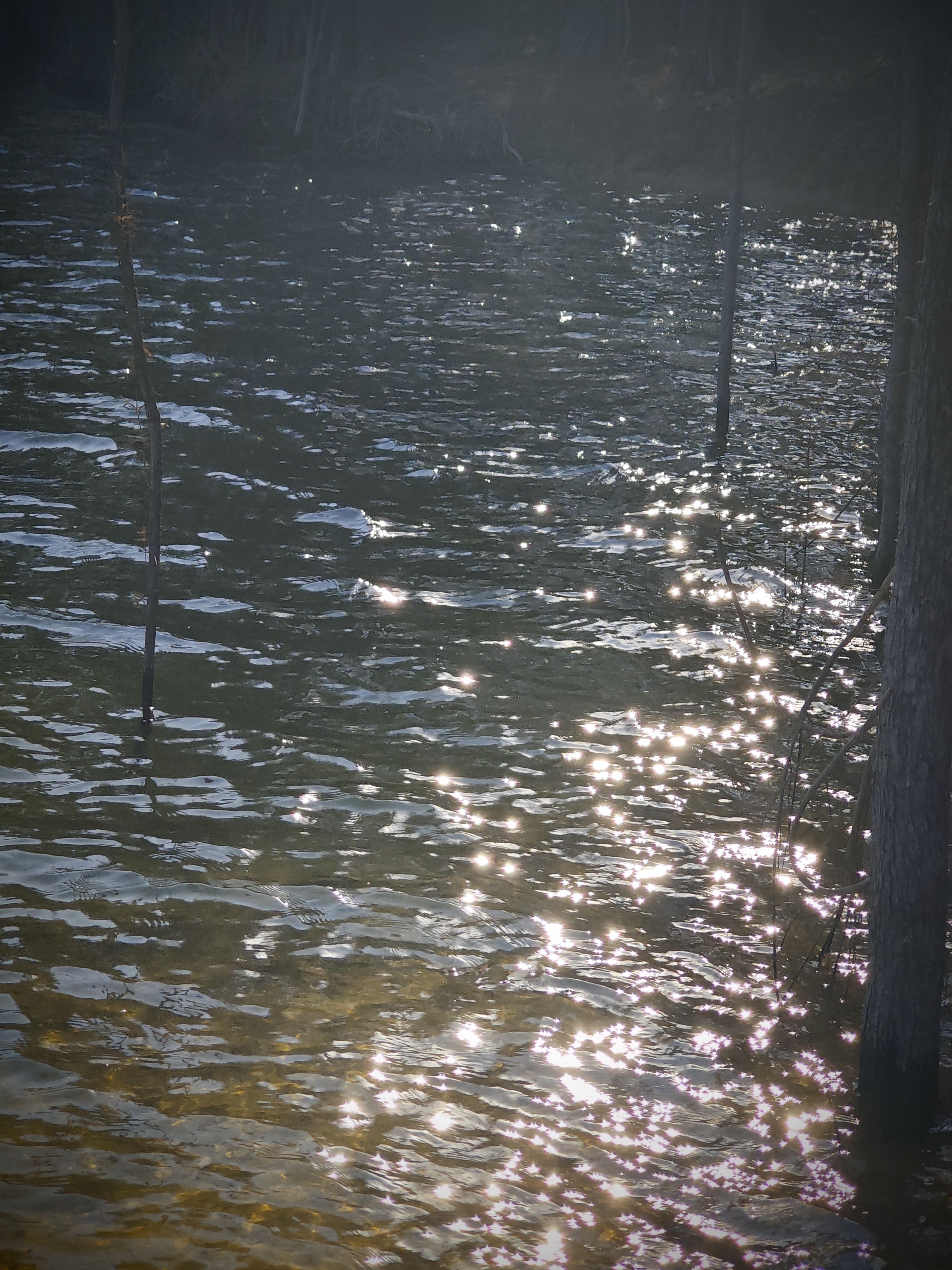 水杉