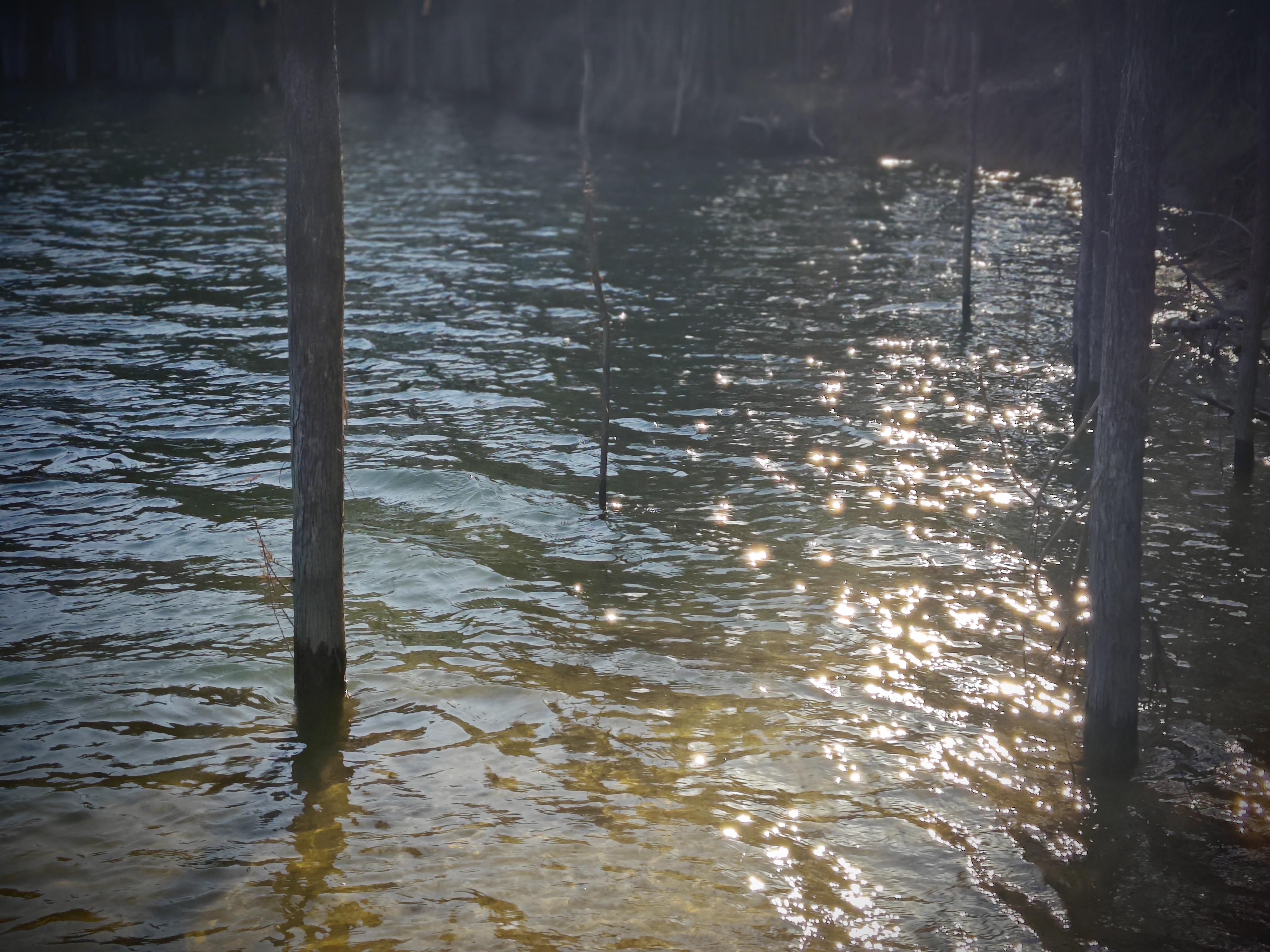 水杉