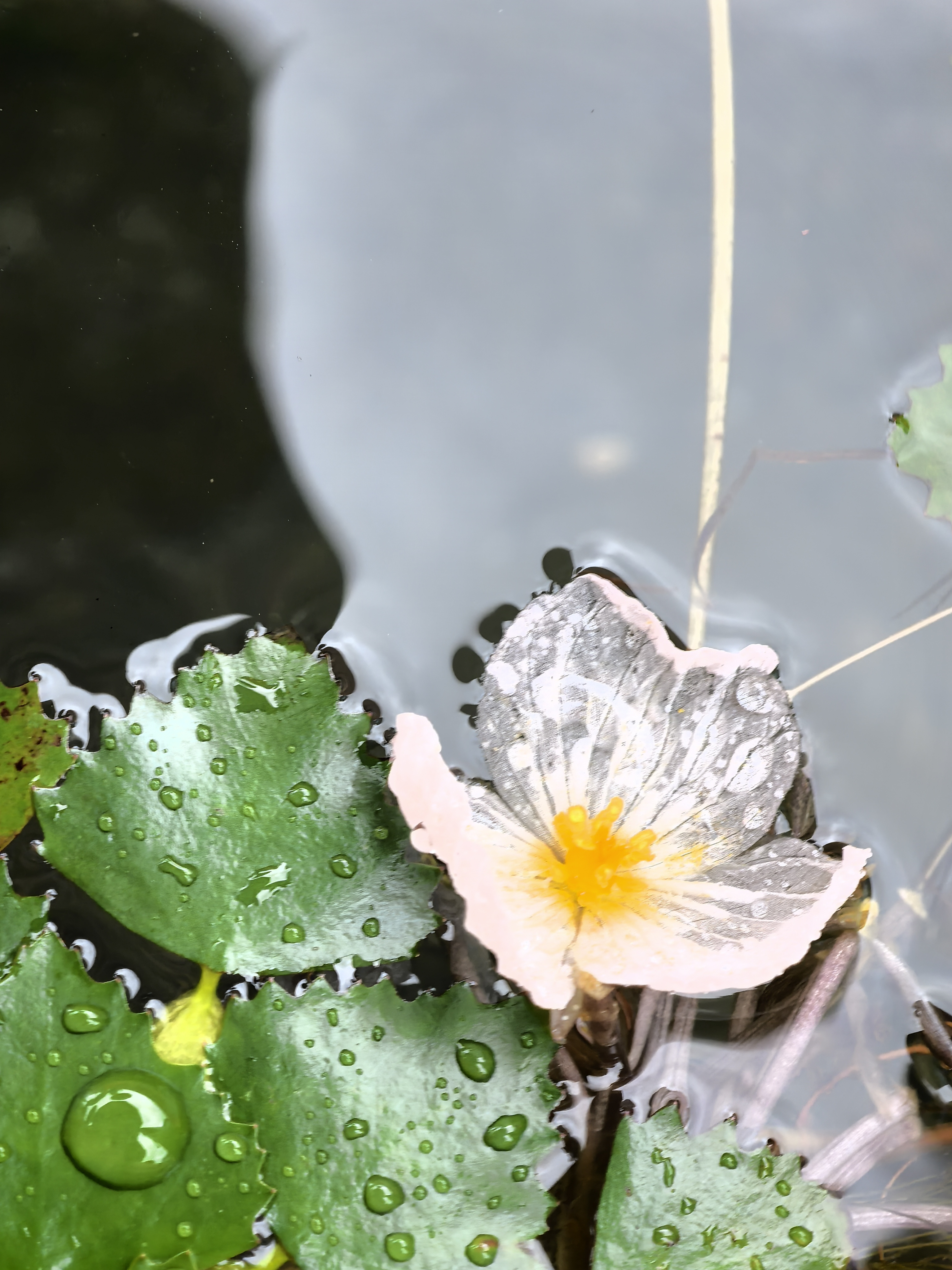 泸沽湖，香格里拉