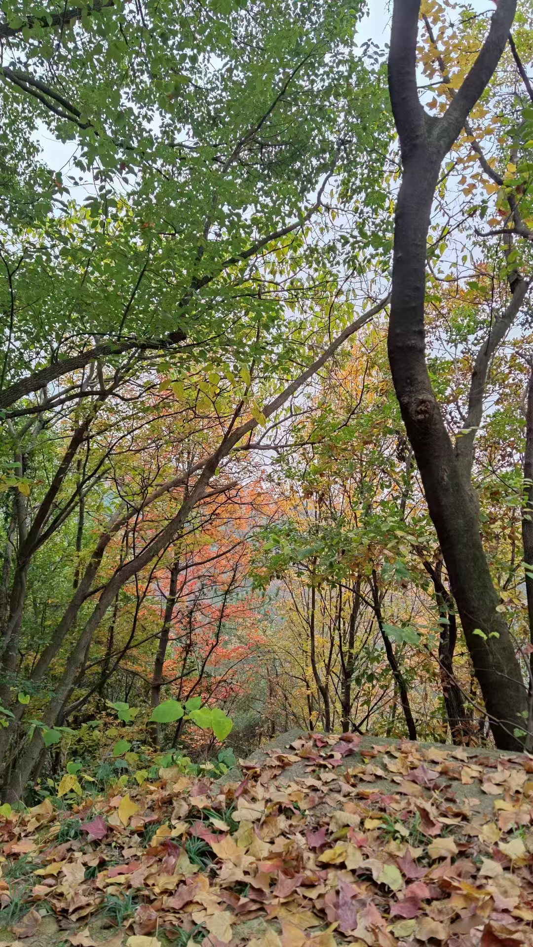 龙王山