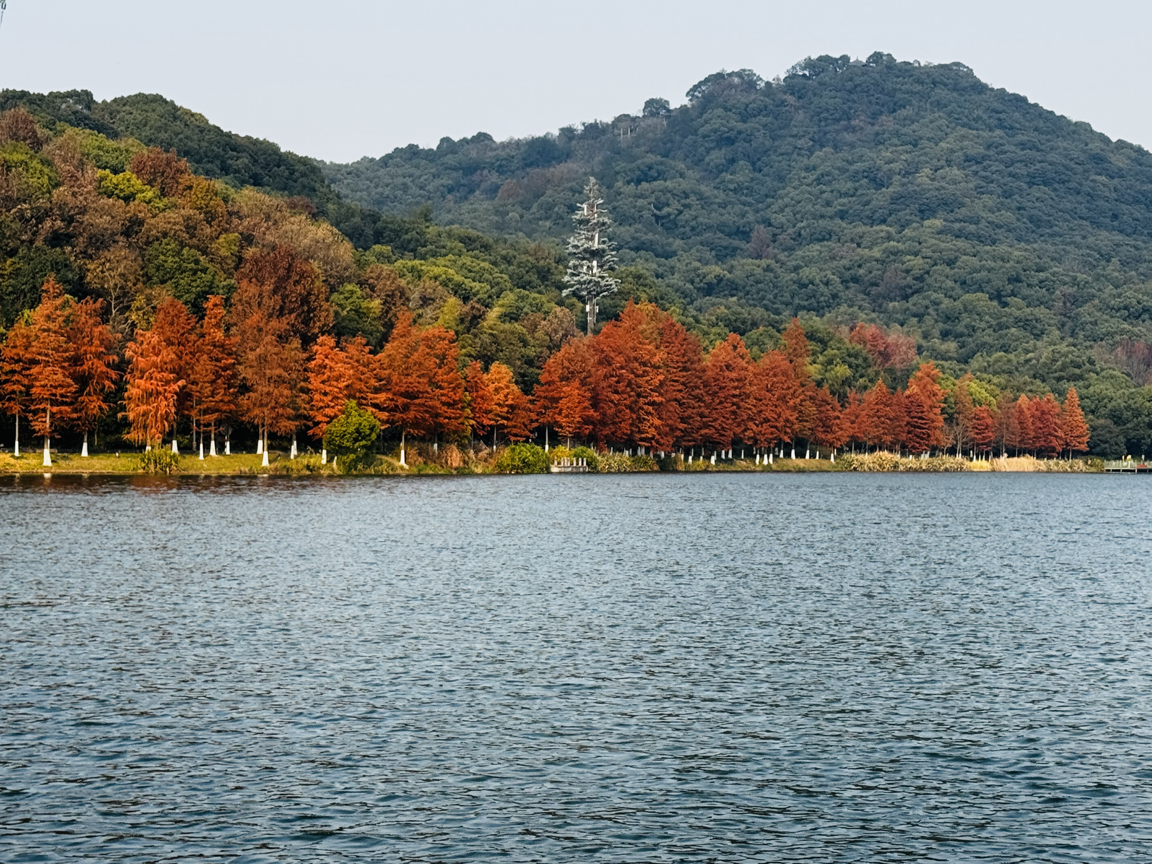 湘湖觅秋红杉步道