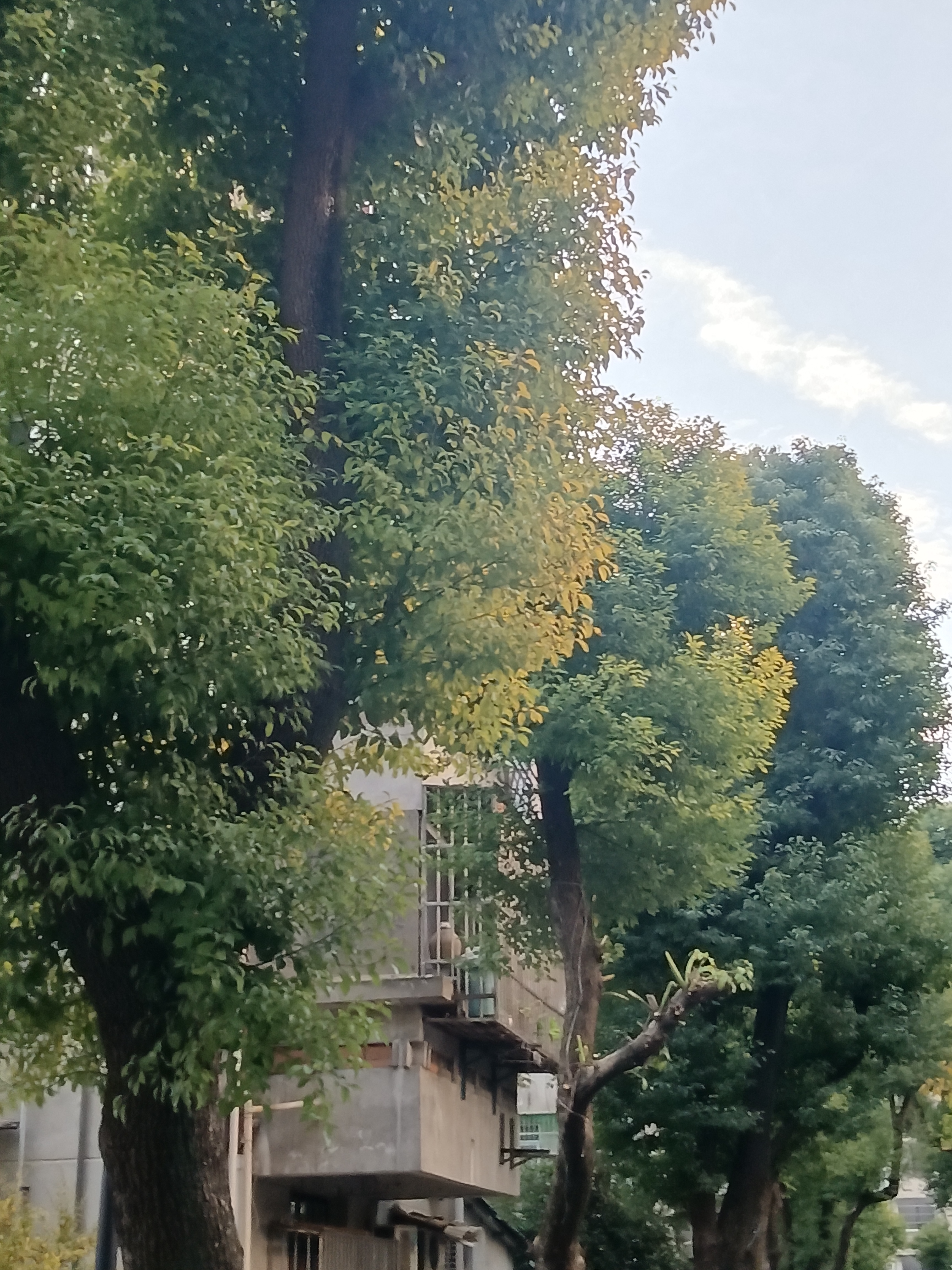 朝晖公园