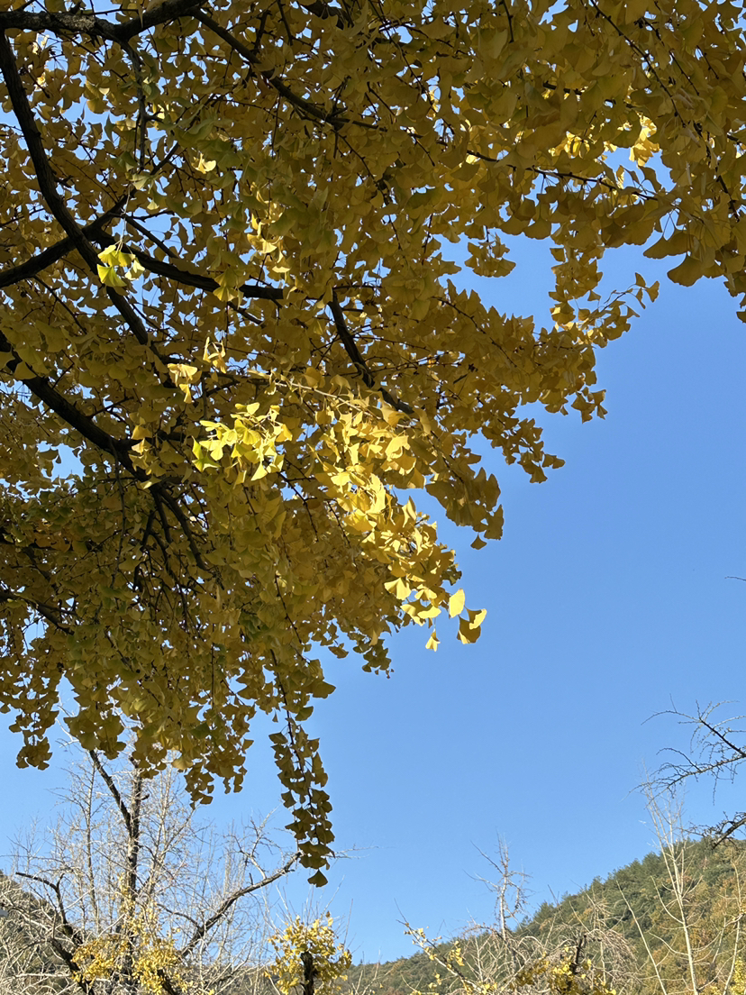 踏入长兴山水间，古道蜿蜒入云深。翠林蔽日溪潺潺，峰回路转景迷人。古迹遗气质犹存，一步一景皆醉心。汗水