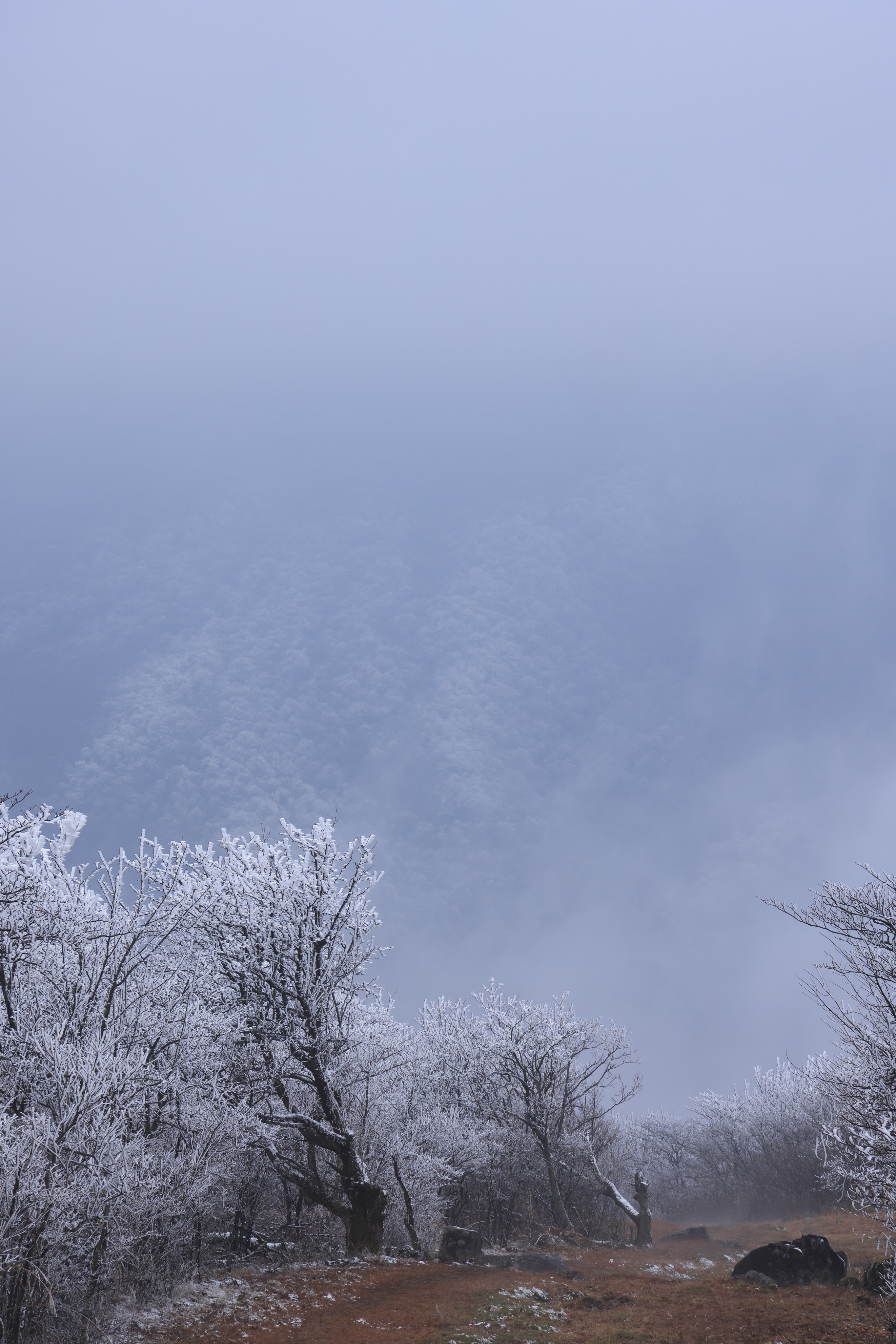 踏雪节理峰,我看到漫山遍野的琼枝玉树