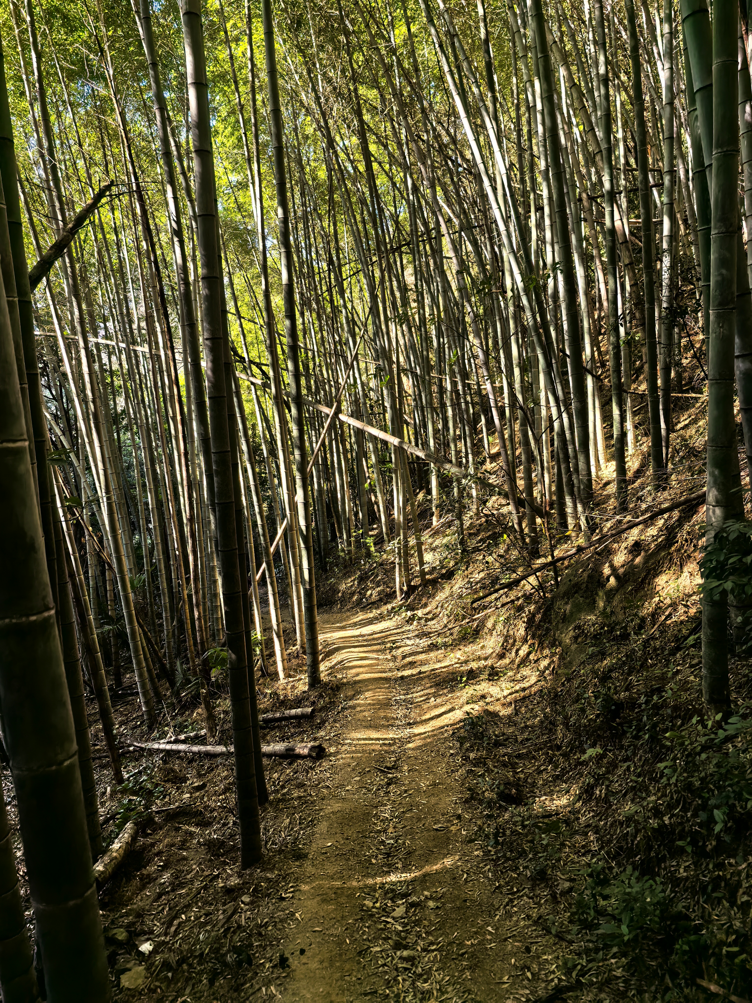 新年第一登,愿景与祝福同行—20250101急剧追山九龙之巅