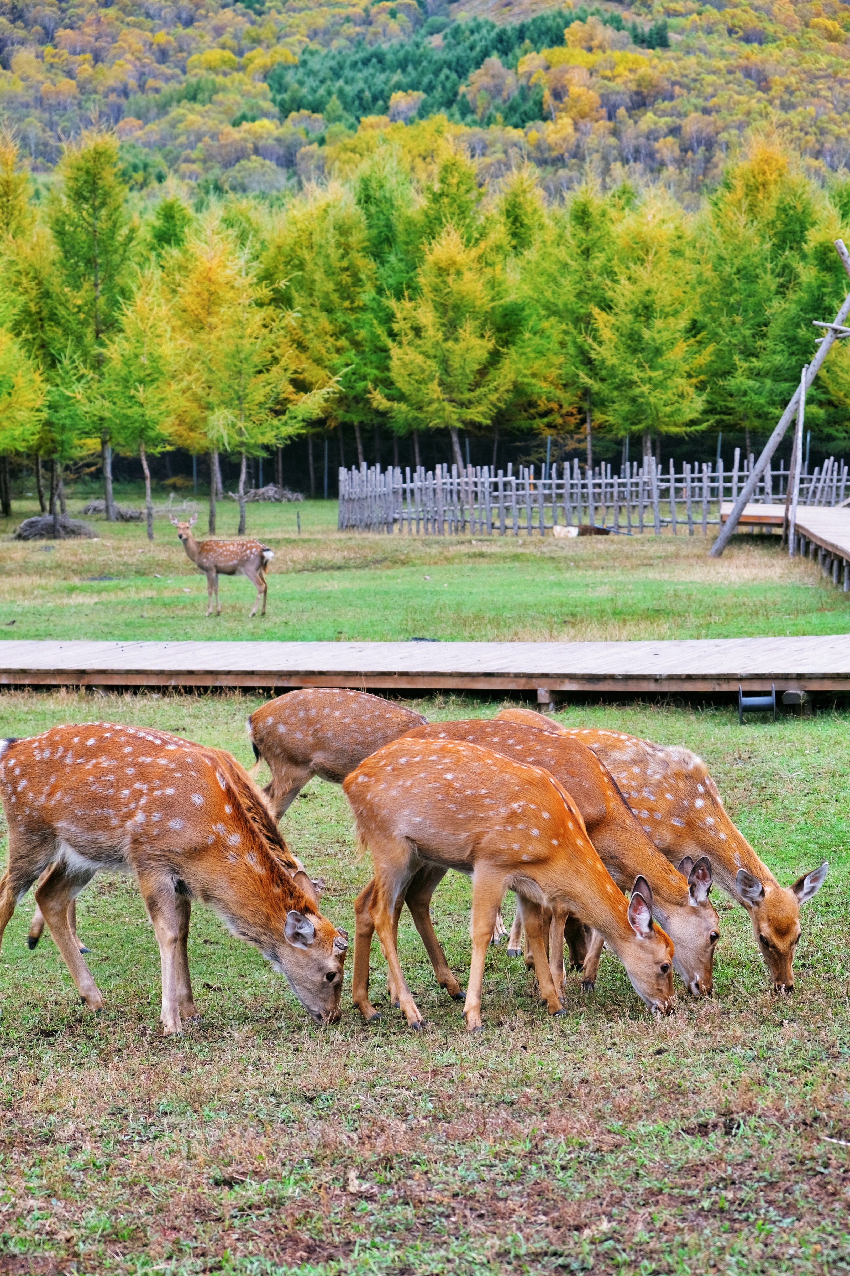 京北秘境|朋友圈误认的"阿勒泰"竟是这里,神仙谷七彩森林旅游攻略