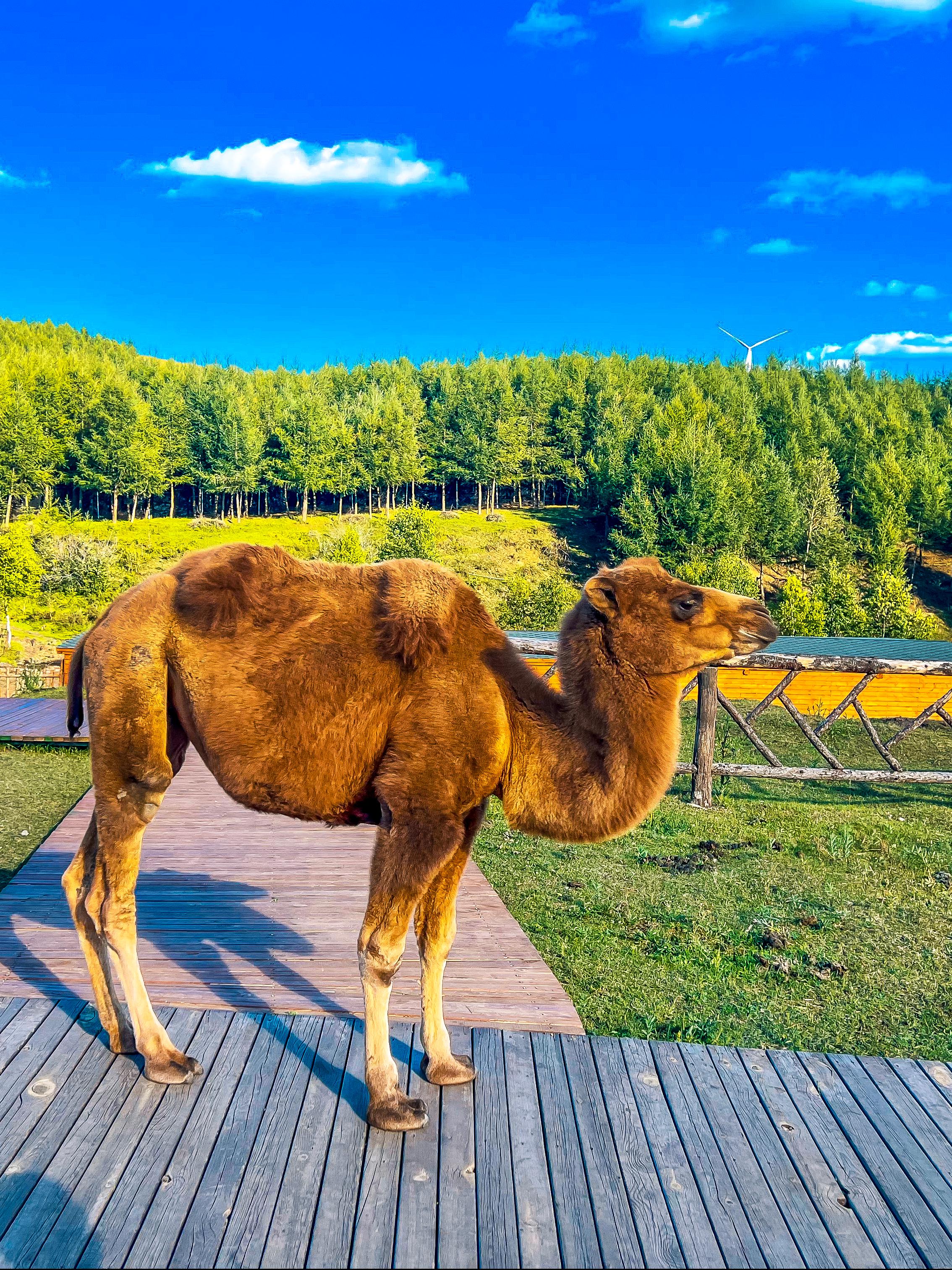 神仙谷七彩森林旅游攻略