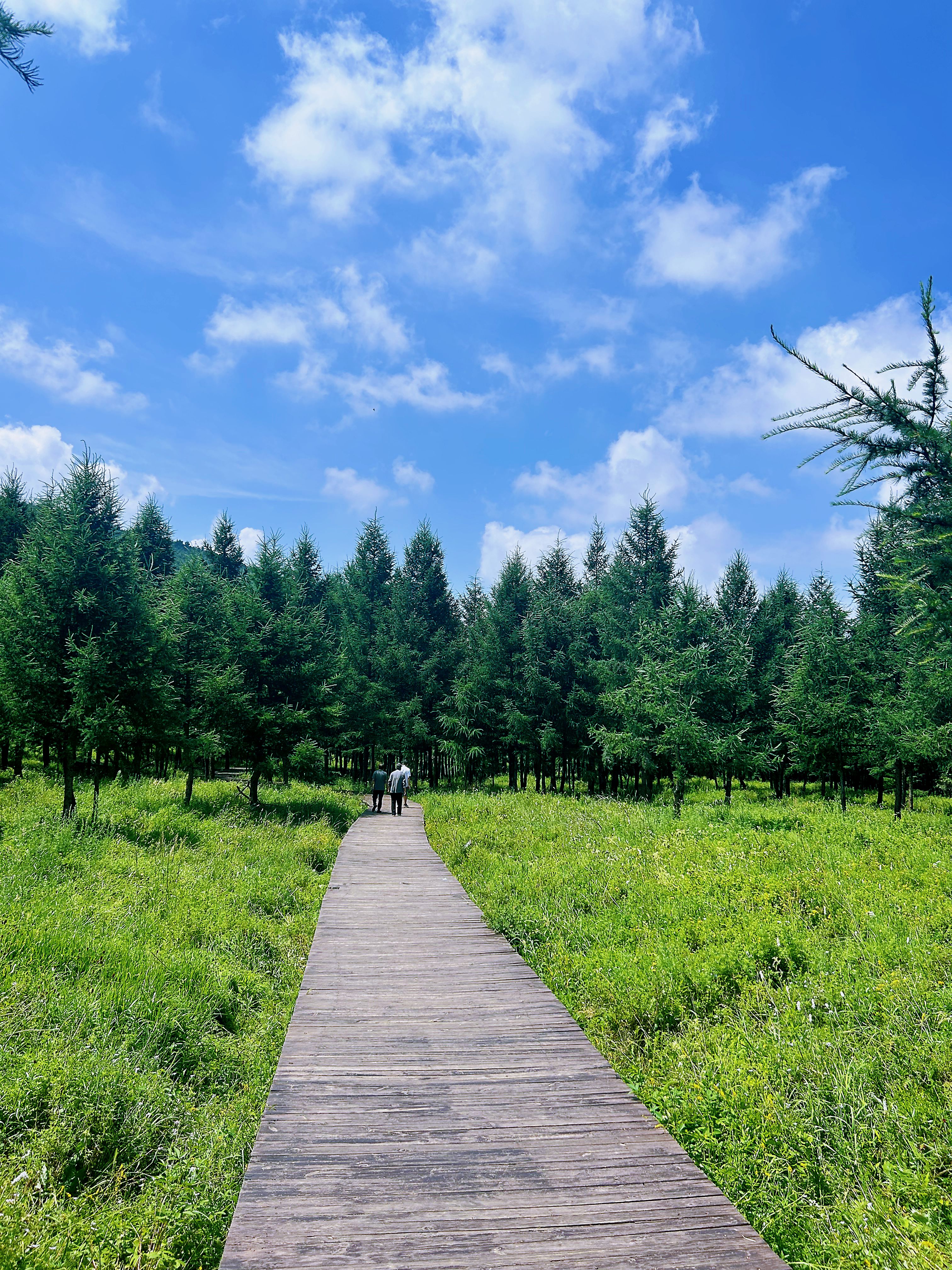 安利一个16℃的避暑新地标,神仙谷七彩森林旅游攻略
