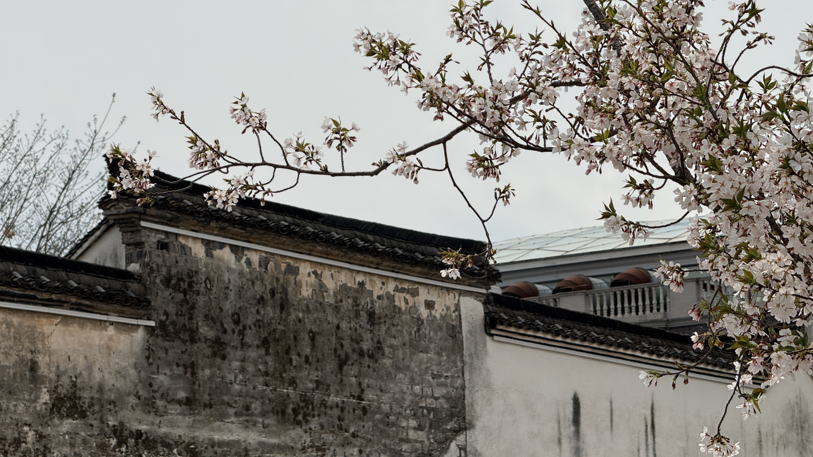 双吉游记|寻味宝藏小城,赴一场春日烟火与花海之约,海宁旅游游记|旅游网社区