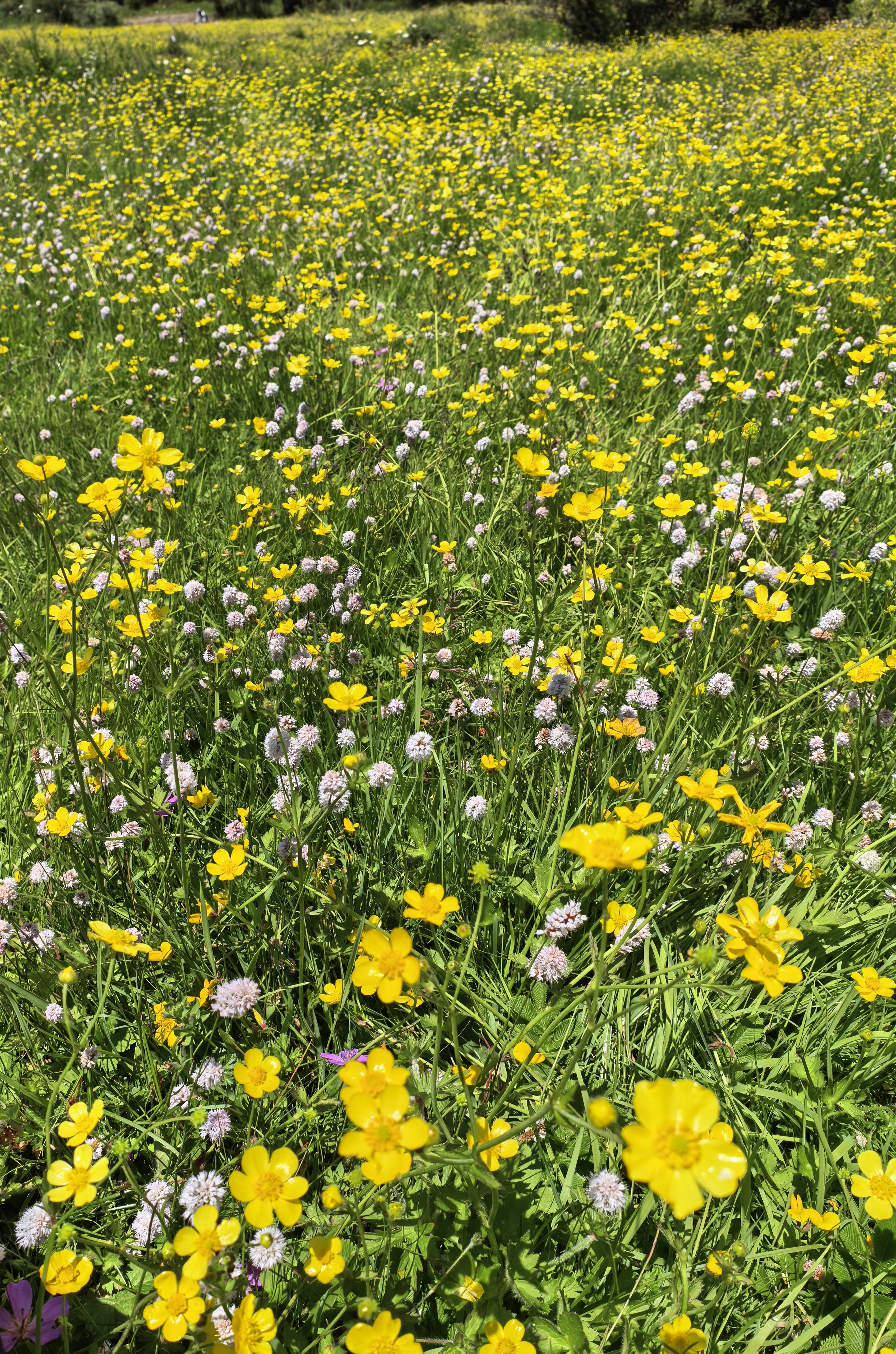 依则邦纳圣山目前正是盛花期✔️,理县旅游游记|旅游网社区