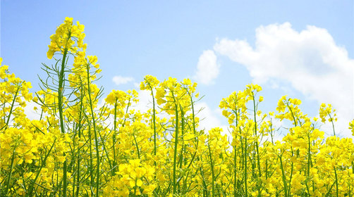 <a target='_blank' href='https://bbs.youxiake.com/mdd/2281.html'>崇明岛</a>