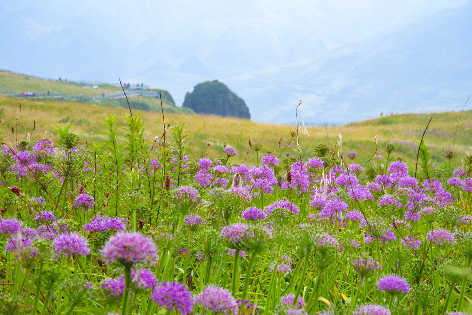 <a target='_blank' href='https://bbs.youxiake.com/mdd/2355.html'>韭菜坪</a>