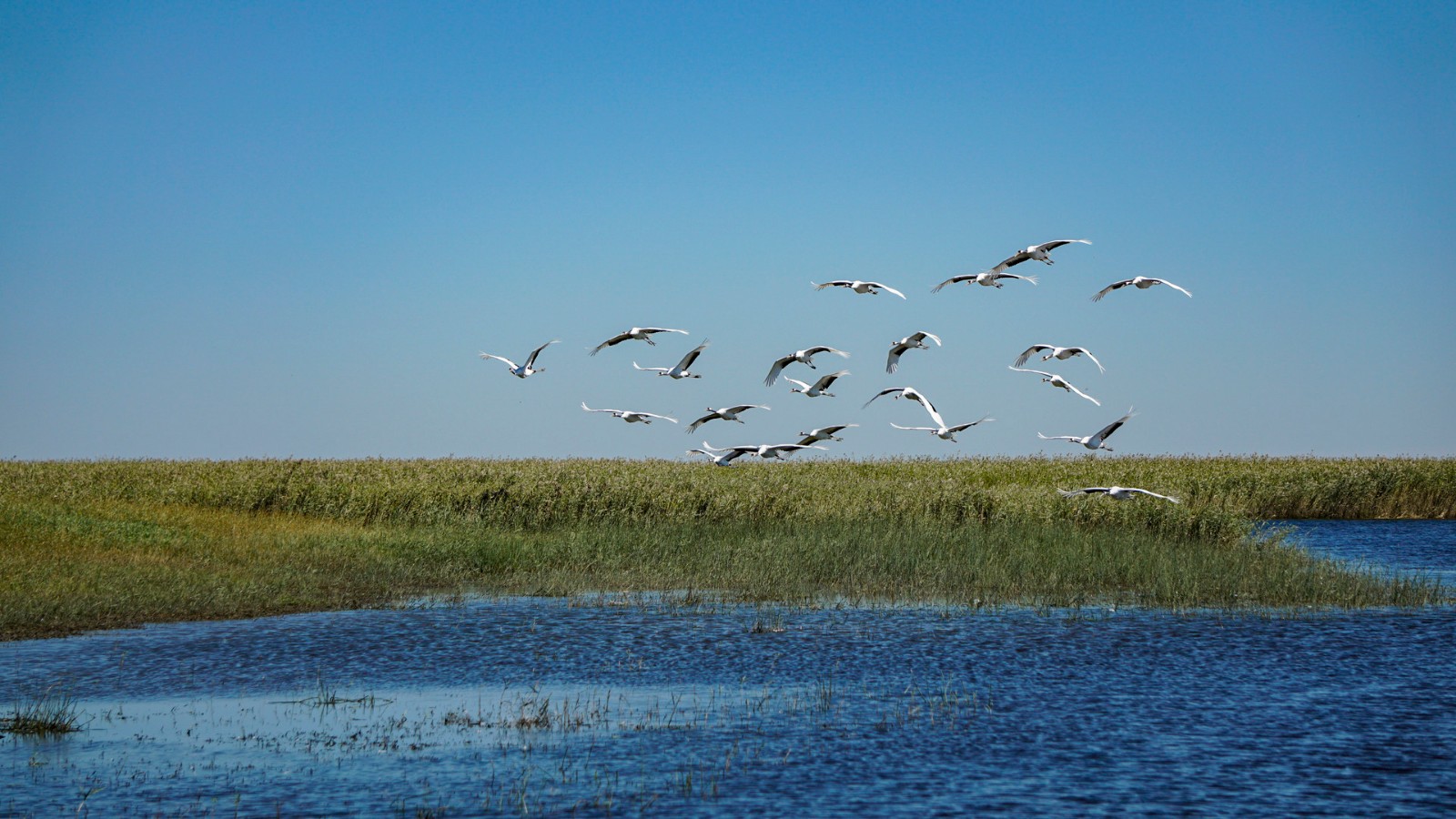 <a target='_blank' href='https://bbs.youxiake.com/mdd/978.html'>扎龙湿地</a>