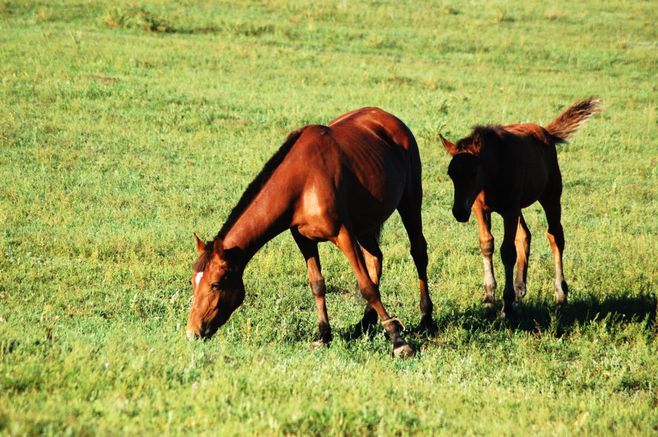 <a target='_blank' href='https://bbs.youxiake.com/mdd/7.html'>坝上草原</a>