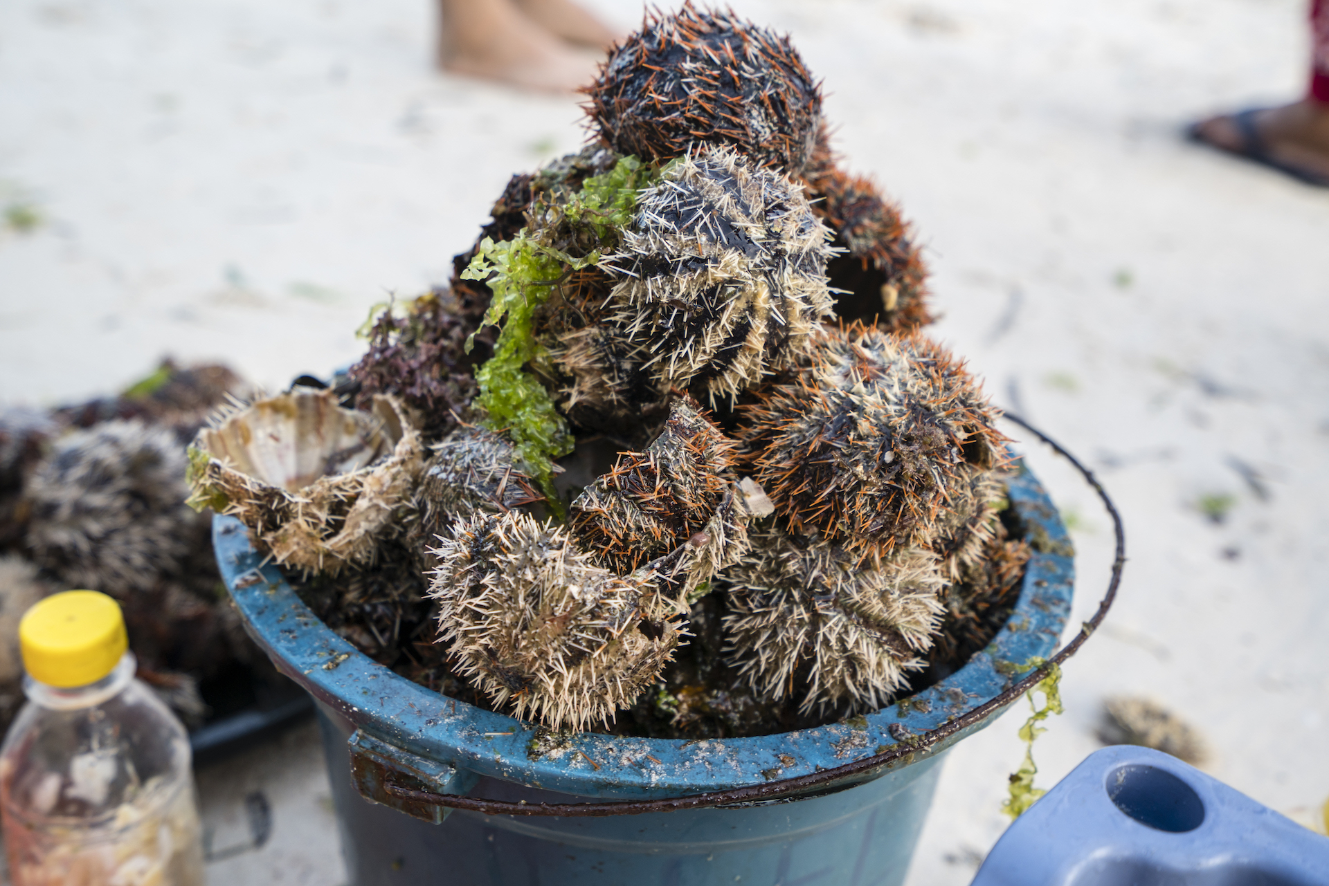 碧海蓝天去避寒,菲律宾薄荷亲子游