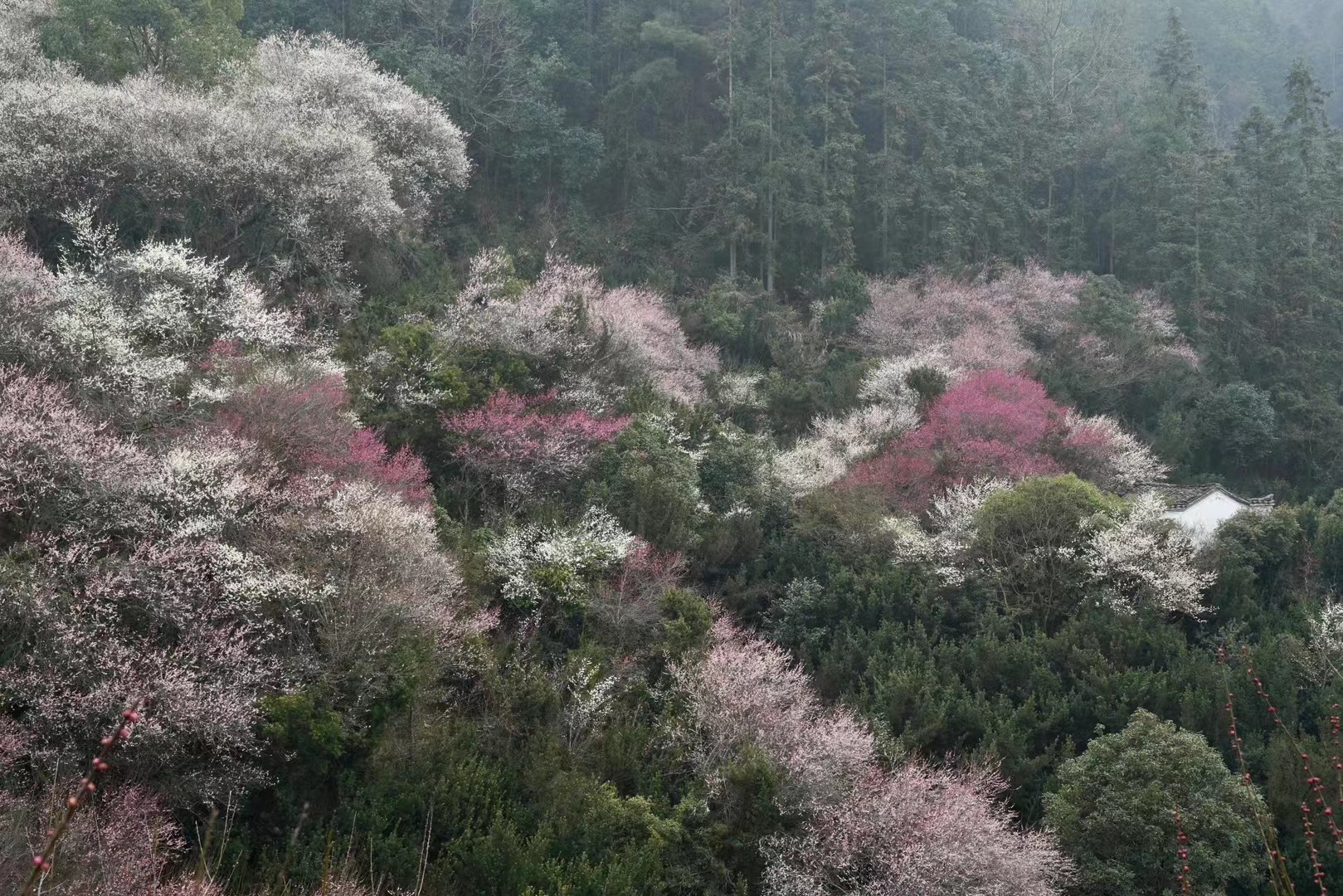 春盈歙县兴盛地,福满徽州浪漫天
