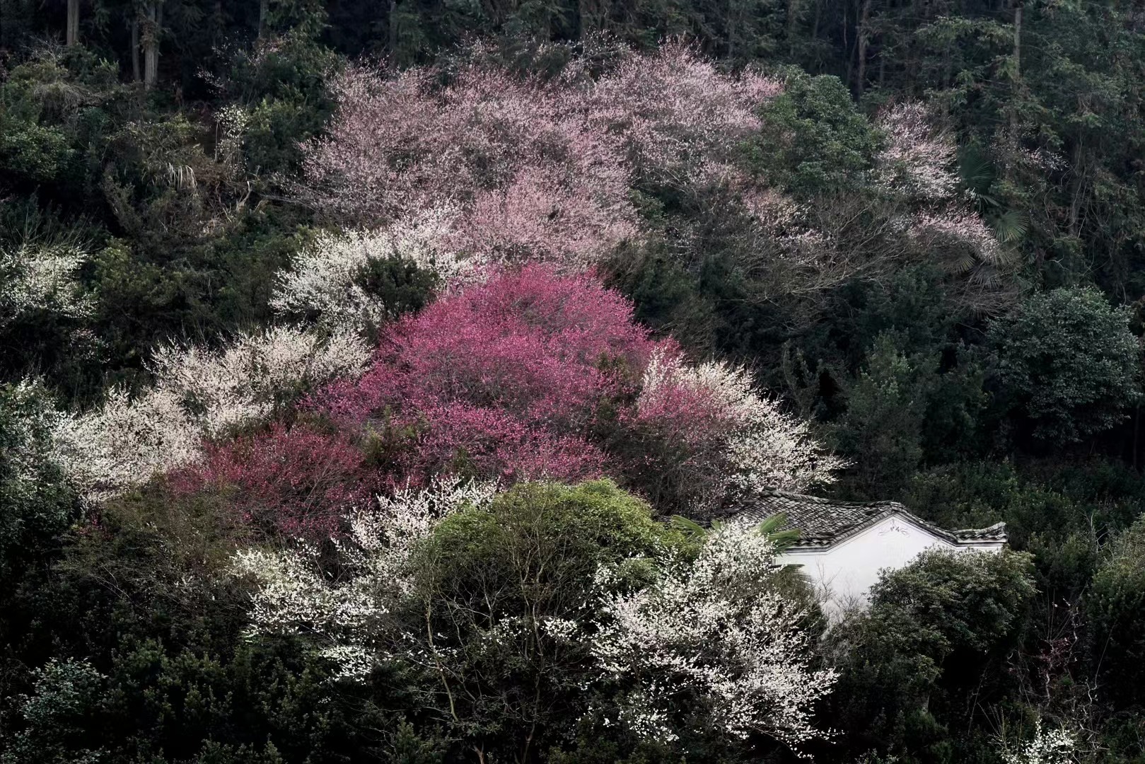 春盈歙县兴盛地,福满徽州浪漫天