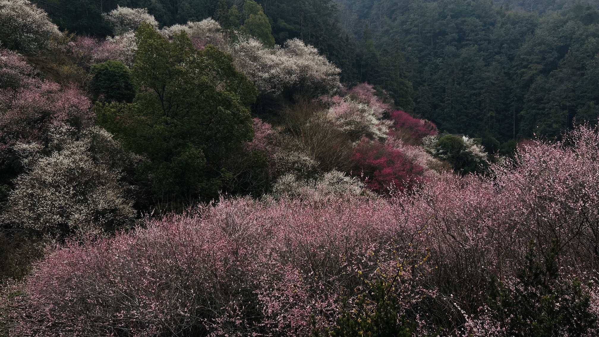 春盈歙县兴盛地,福满徽州浪漫天
