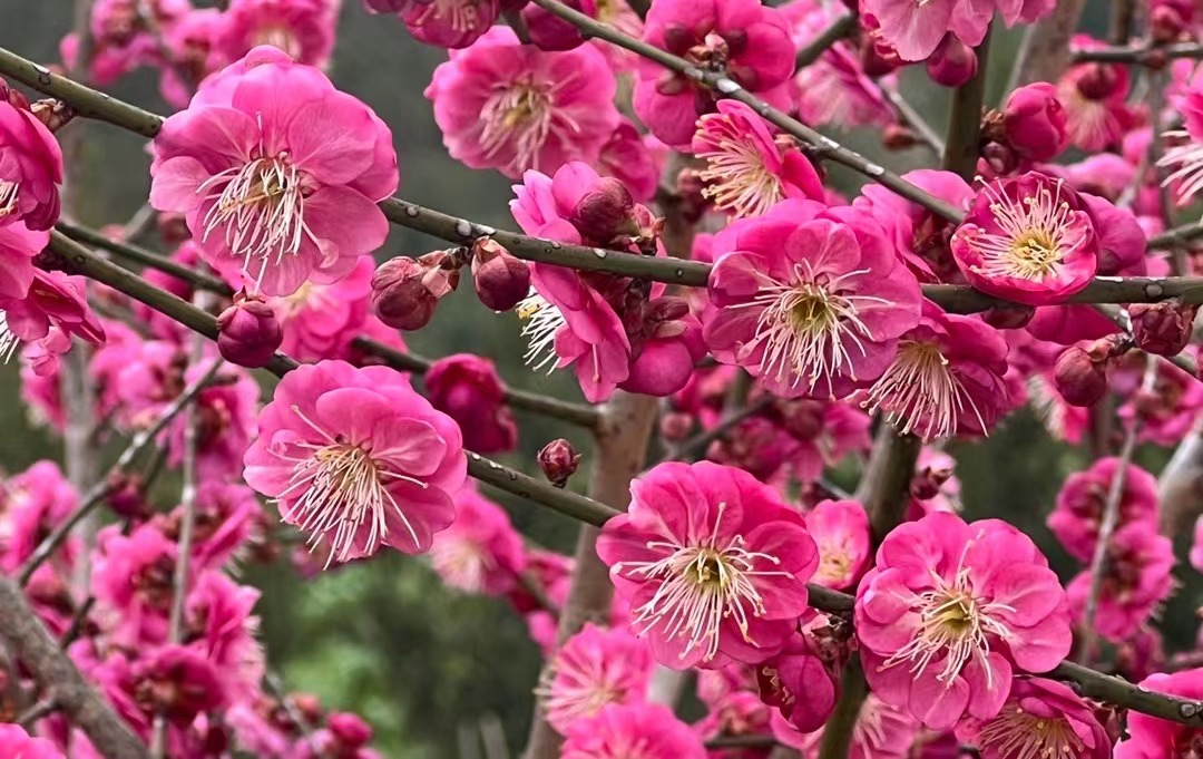 春盈歙县兴盛地,福满徽州浪漫天