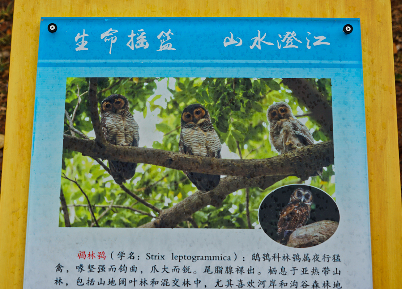 再游彩云之南 ( 七 )