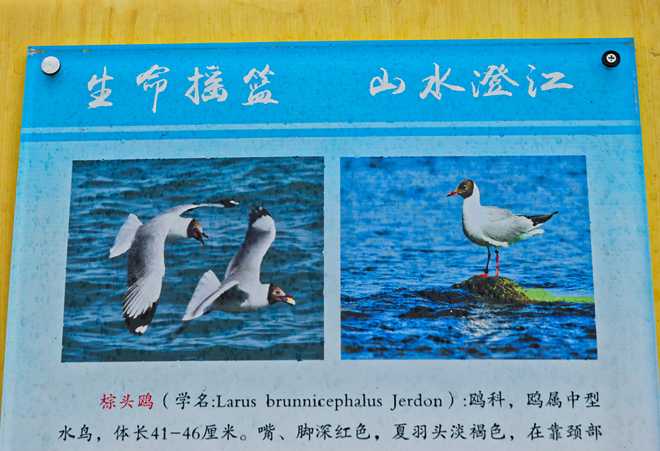 再游彩云之南 ( 七 )
