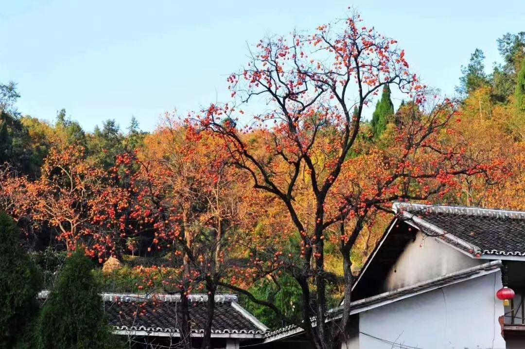 霜降后|在昭化怎么样开启一个深秋养生局!