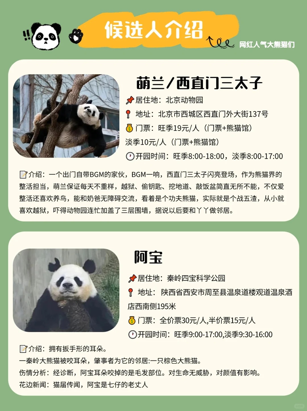 全网搜索霸屏的熊猫界顶流，哪个是你的心头爱