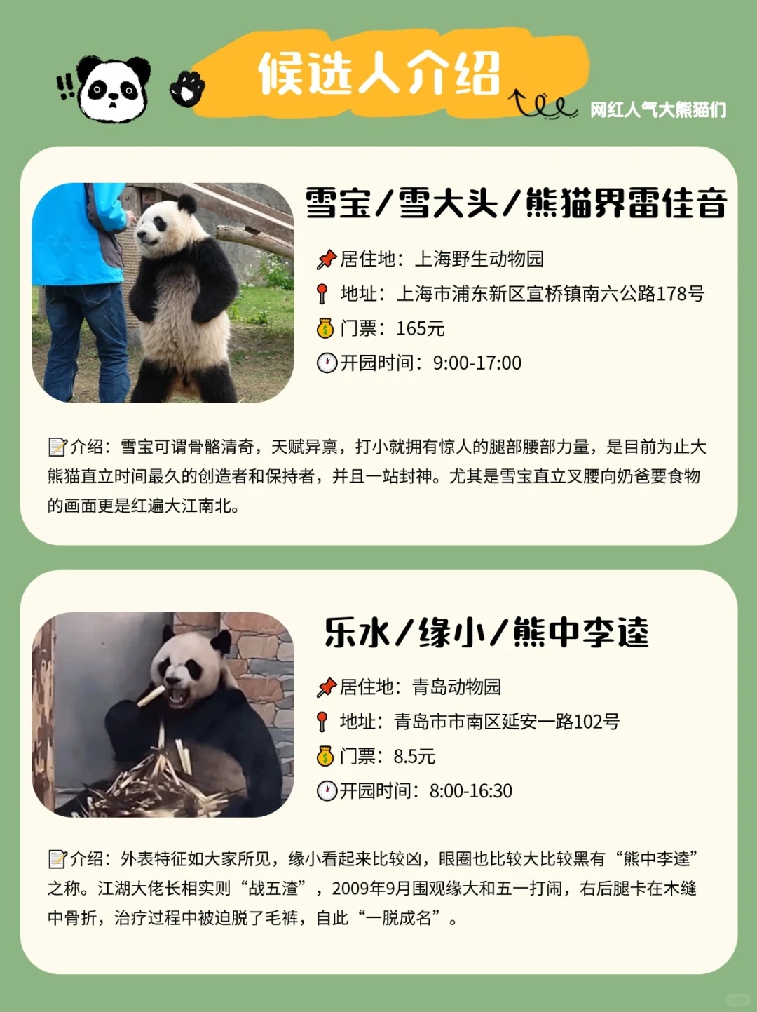 全网搜索霸屏的熊猫界顶流，哪个是你的心头爱