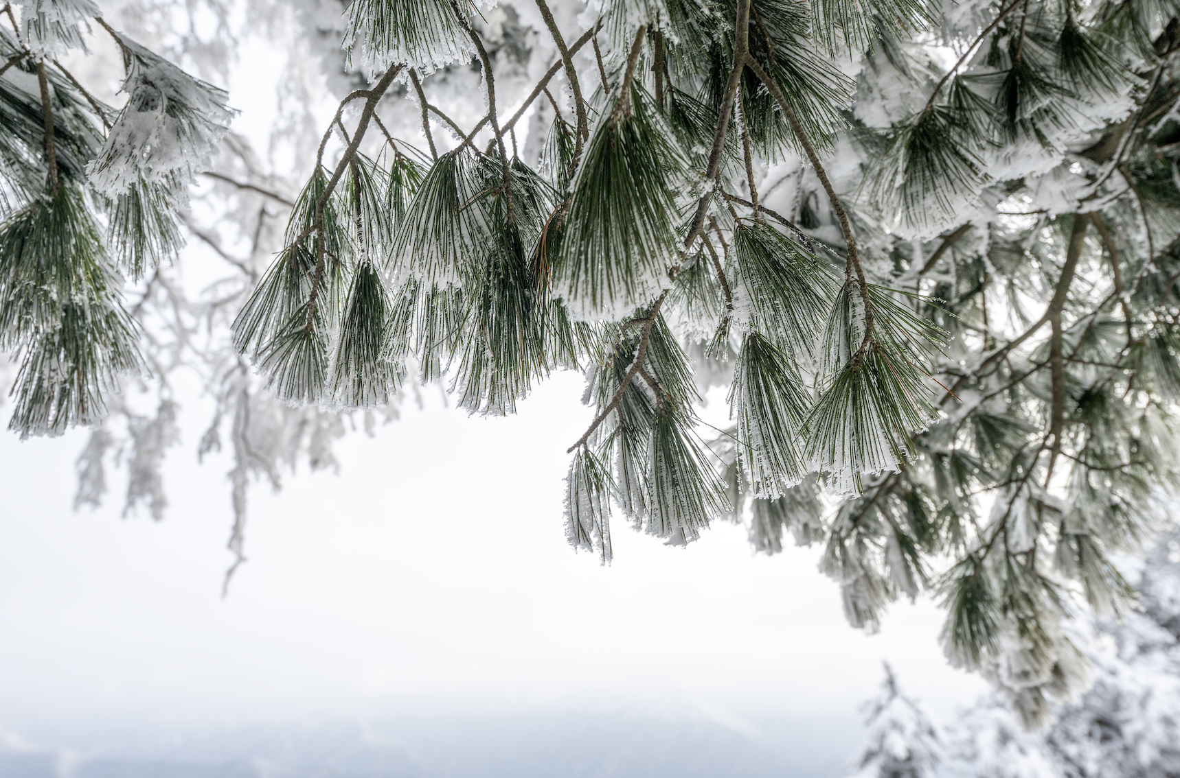 光雾山免门票啦|踏雪赏景,玩个尽兴!