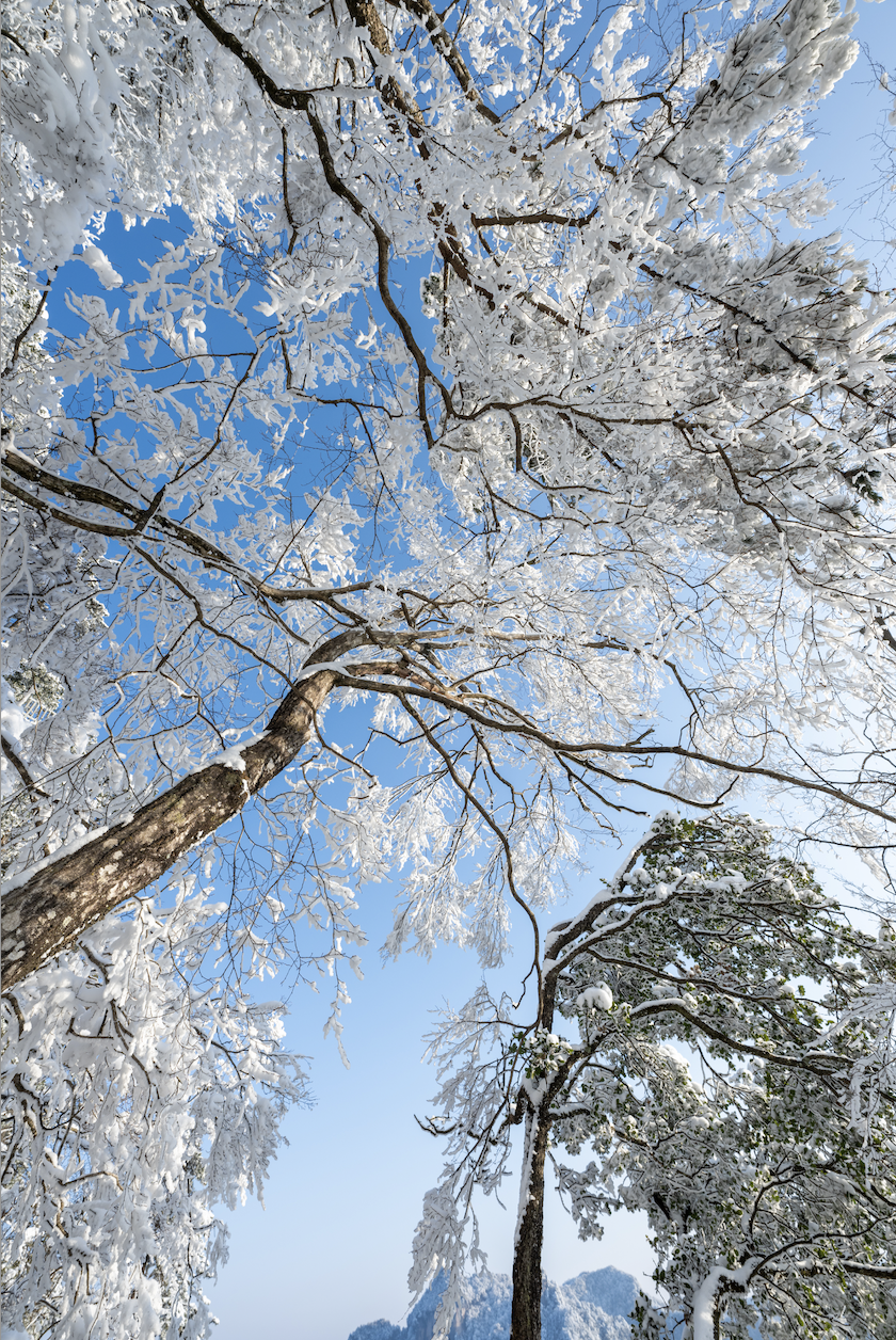 光雾山免门票啦|踏雪赏景,玩个尽兴!