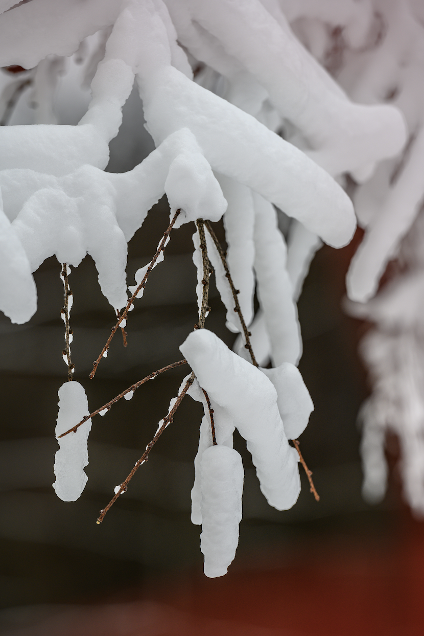 光雾山免门票啦|踏雪赏景,玩个尽兴!
