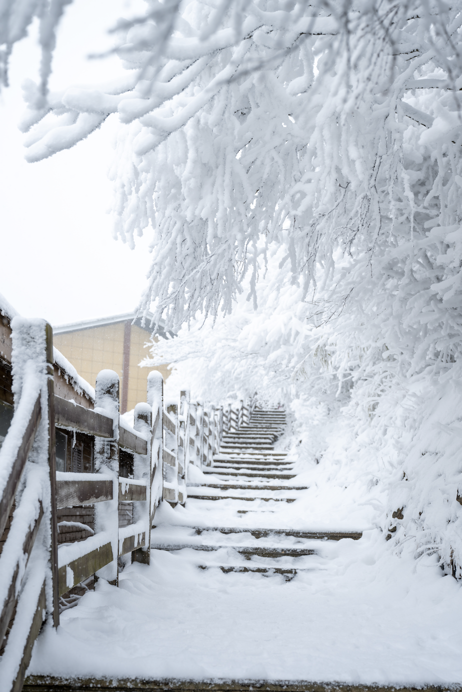 光雾山免门票啦|踏雪赏景,玩个尽兴!