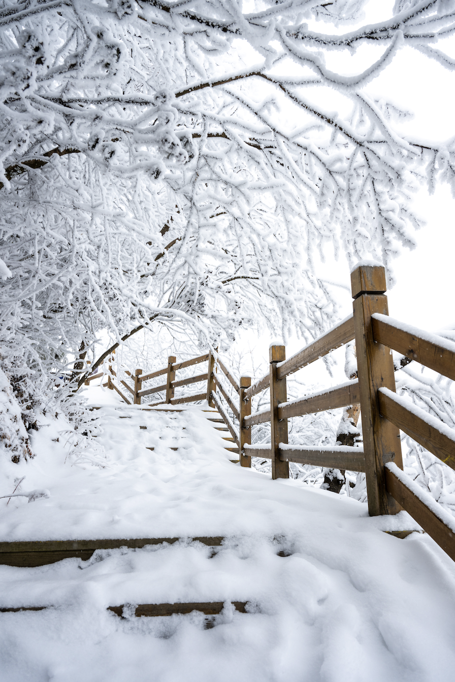 光雾山免门票啦|踏雪赏景,玩个尽兴!