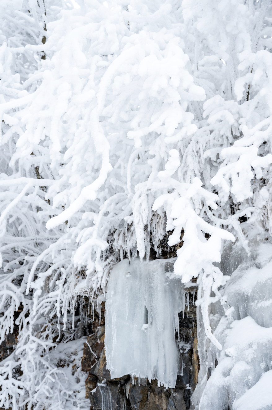 光雾山免门票啦|踏雪赏景,玩个尽兴!