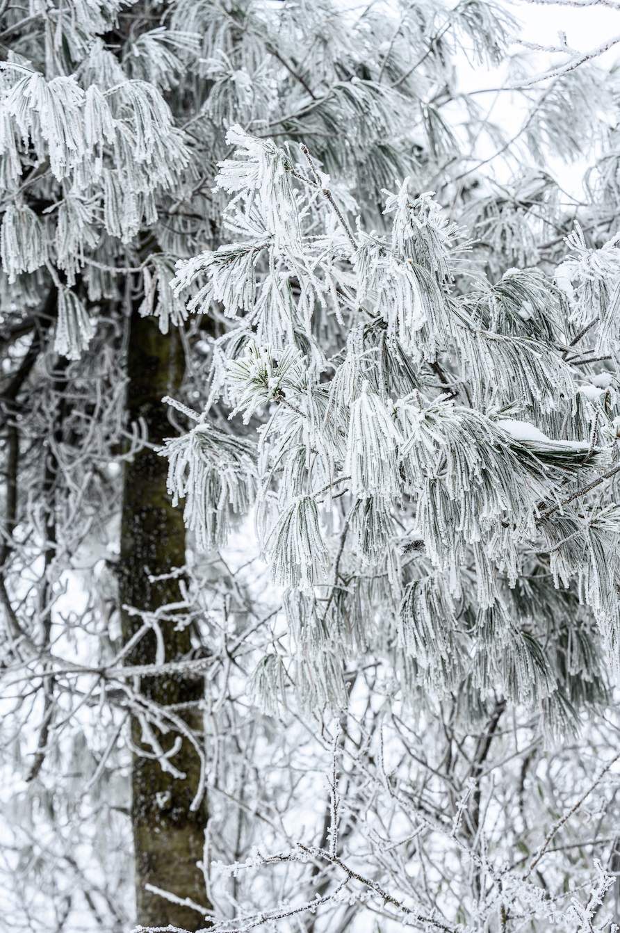 光雾山免门票啦|踏雪赏景,玩个尽兴!