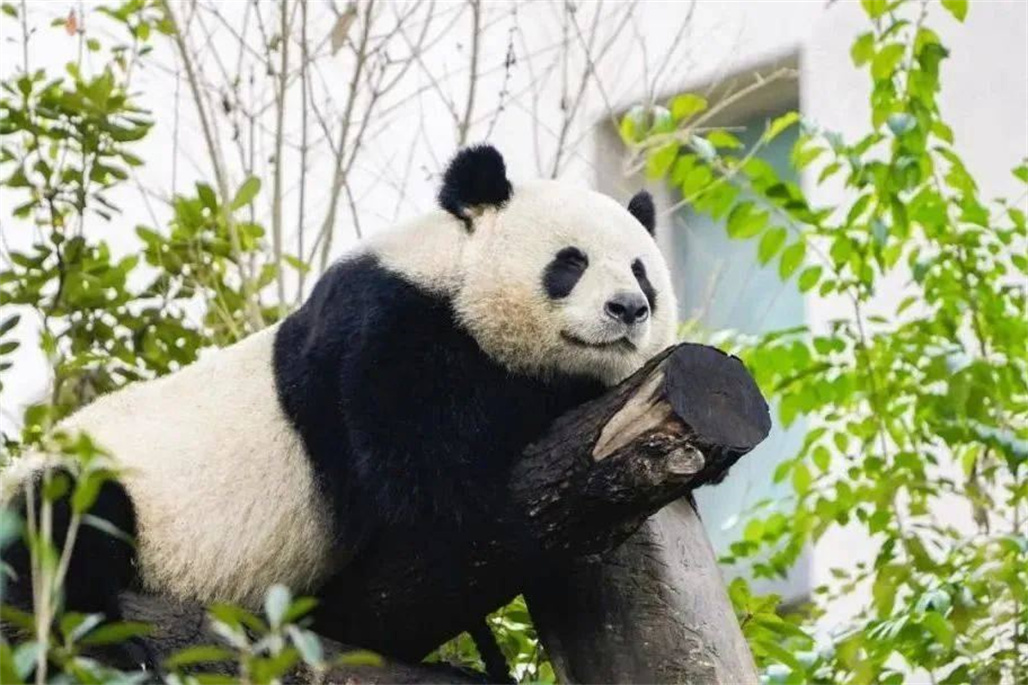“粽”享端午！这个小长假，去眉山都市圈逛逛吧