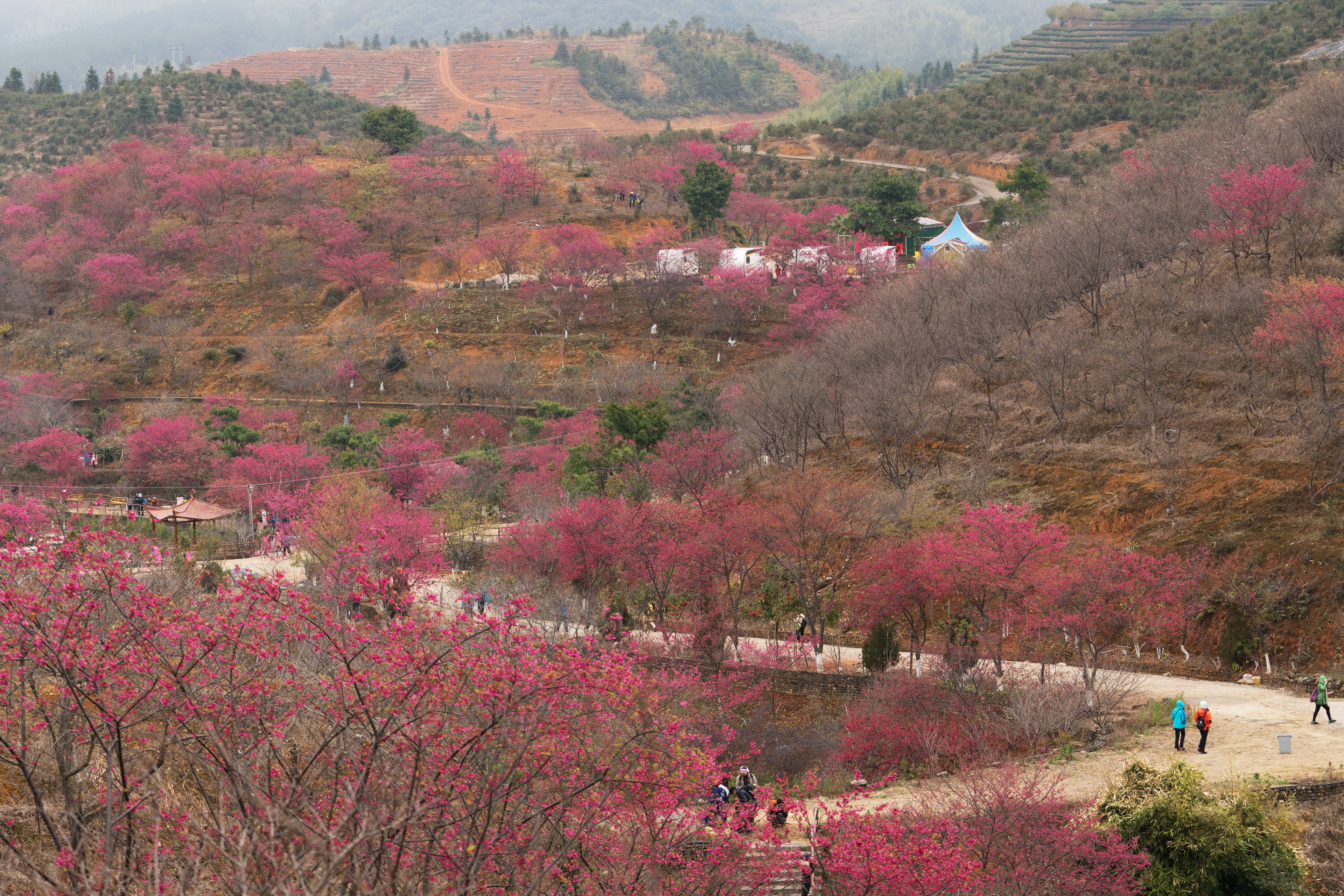 回忆我们共同走过的快乐(记韶关樱花峪·油菜花),广东旅游攻略-游侠客