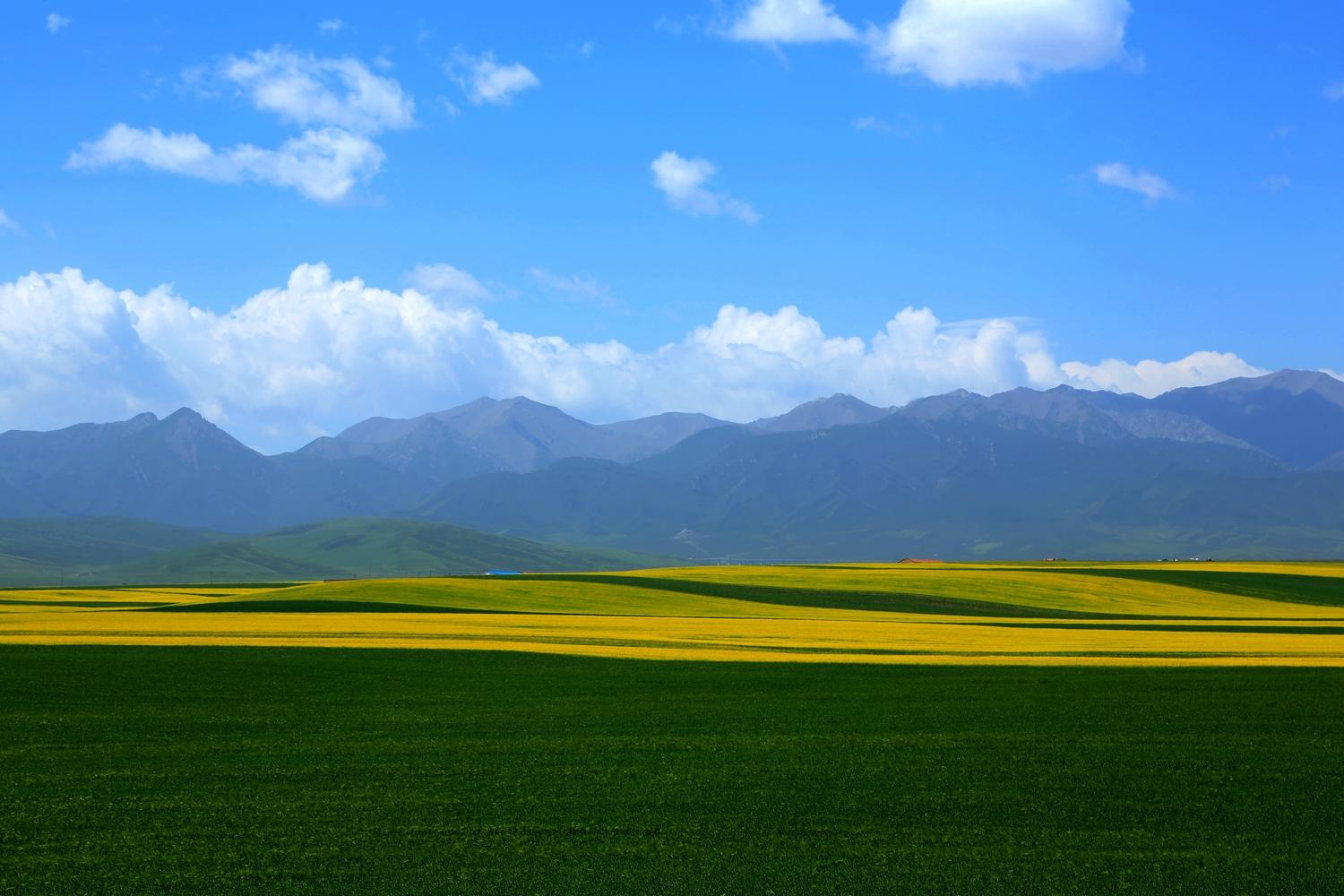 甘肃山丹县油菜花