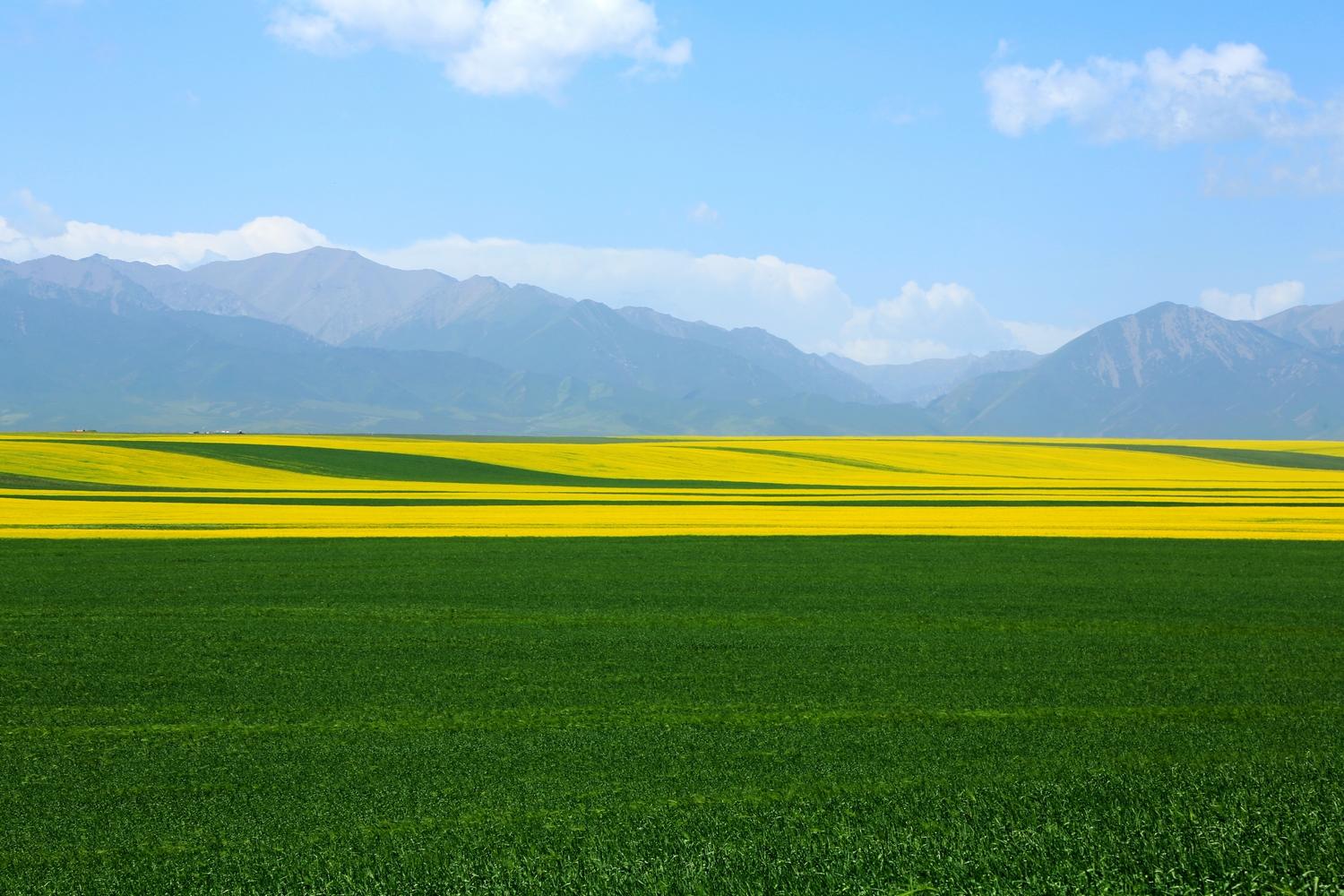 甘肃山丹县油菜花
