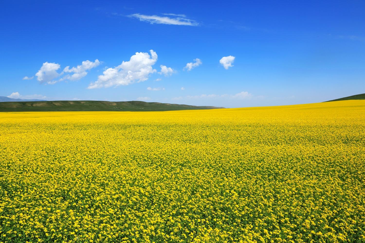 甘肃山丹县油菜花
