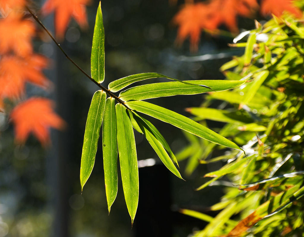 小竹叶,浙江旅游攻略-游侠客社区
