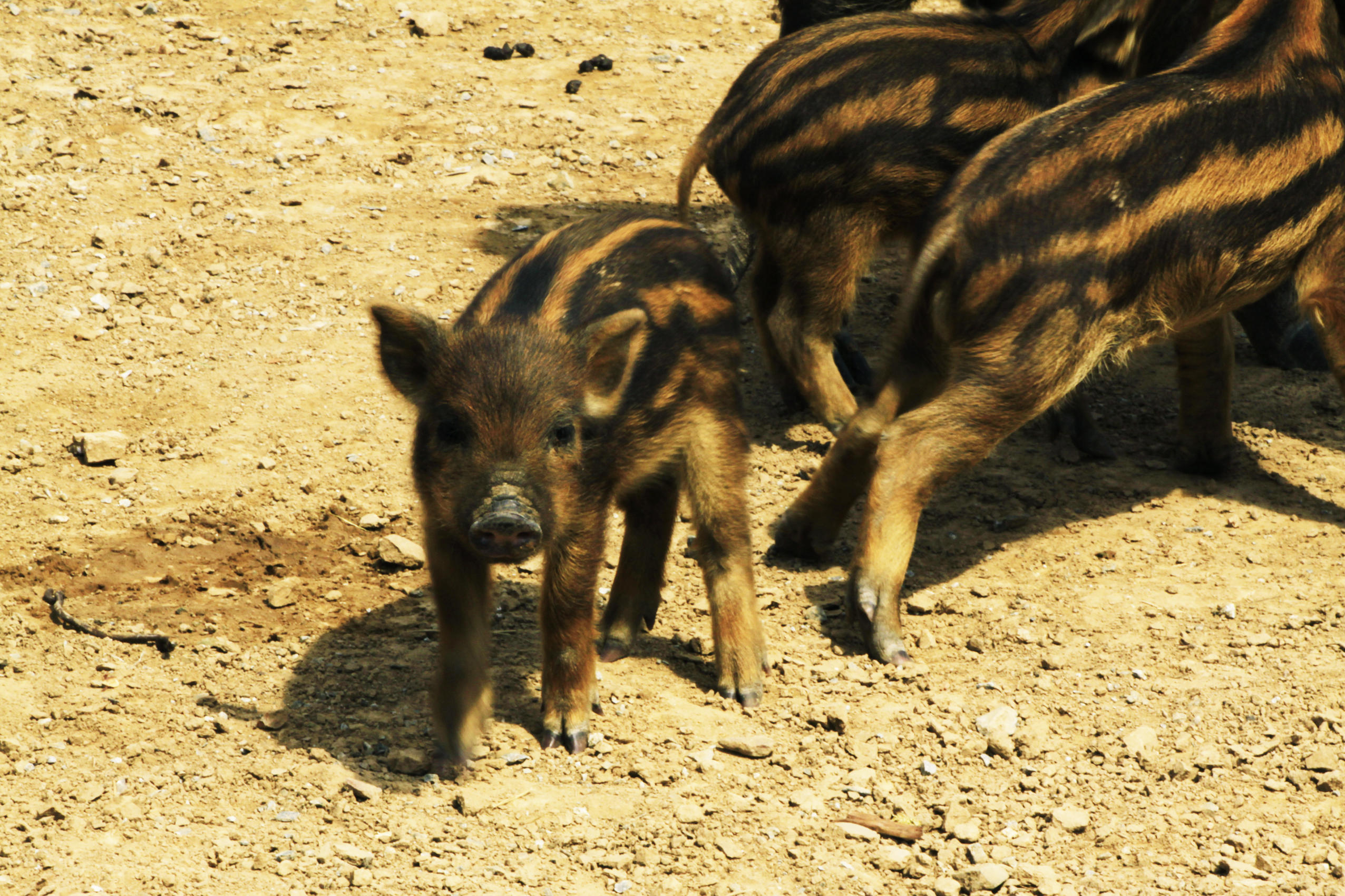 野猪和它的幼崽,山西旅游攻略-游侠客社区